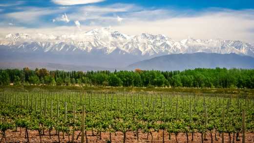 Weinberg in der Nähe von Mendoza, Argentinien