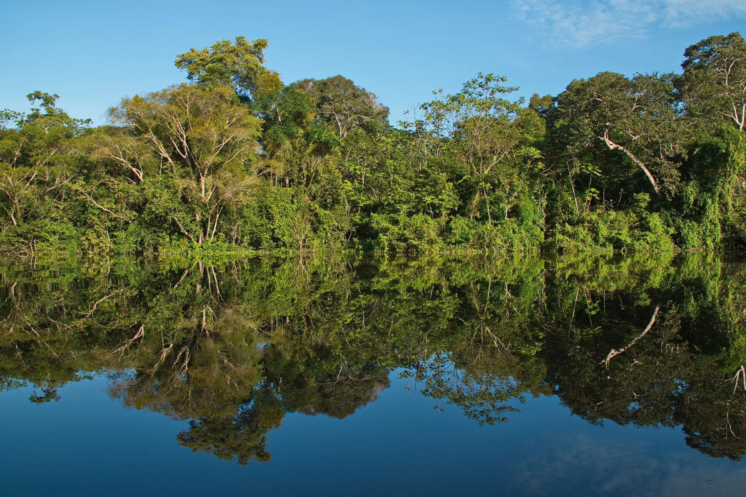 Kolumbien, Amazonas, Puerto Narino Spiegelung von Bäumen im Regenwald bei Puerto Narino am Amazonas-Fluss in Kolumbien