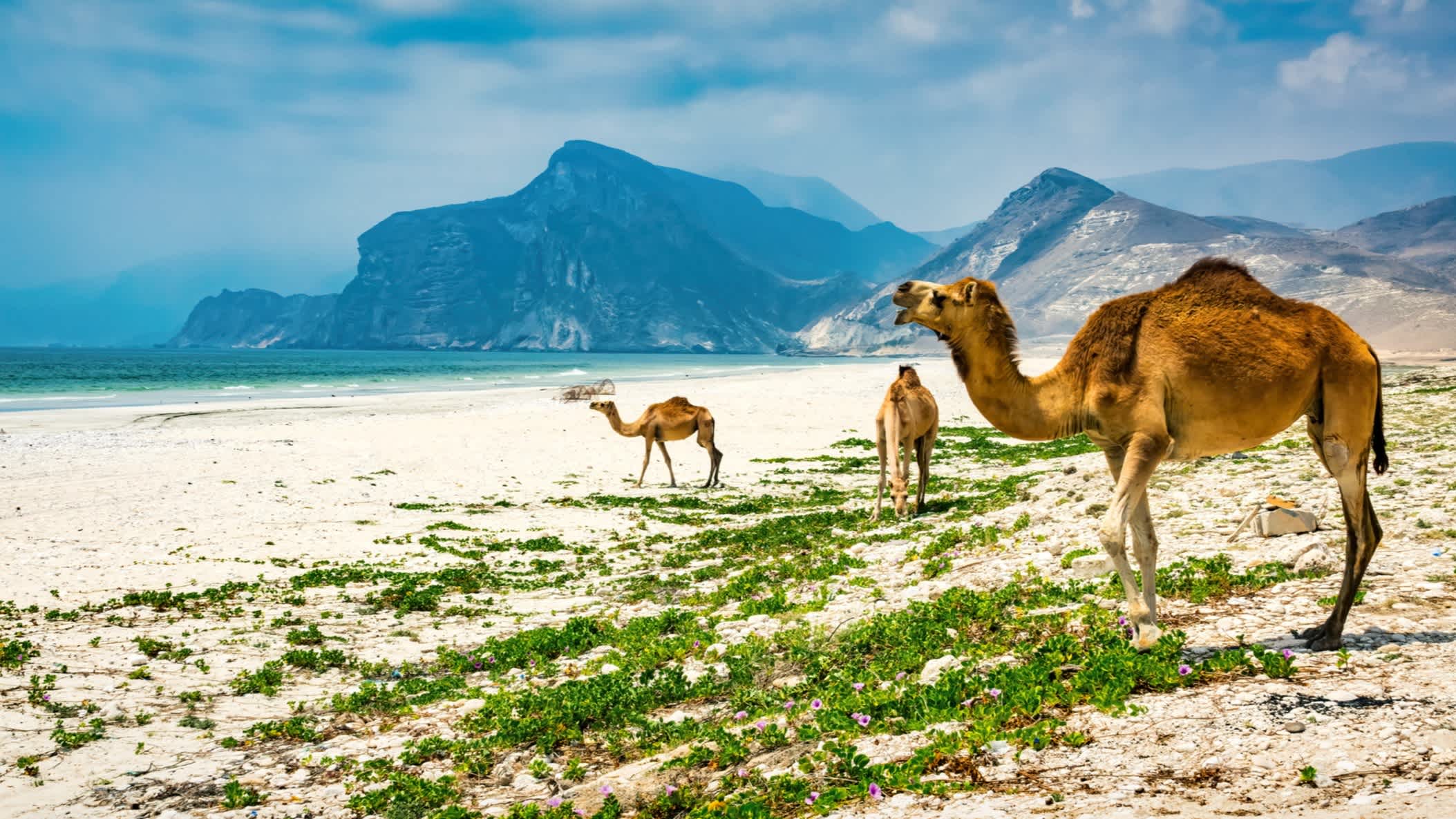 Die Kamele auf dem Strand in Salalah, Oman.

