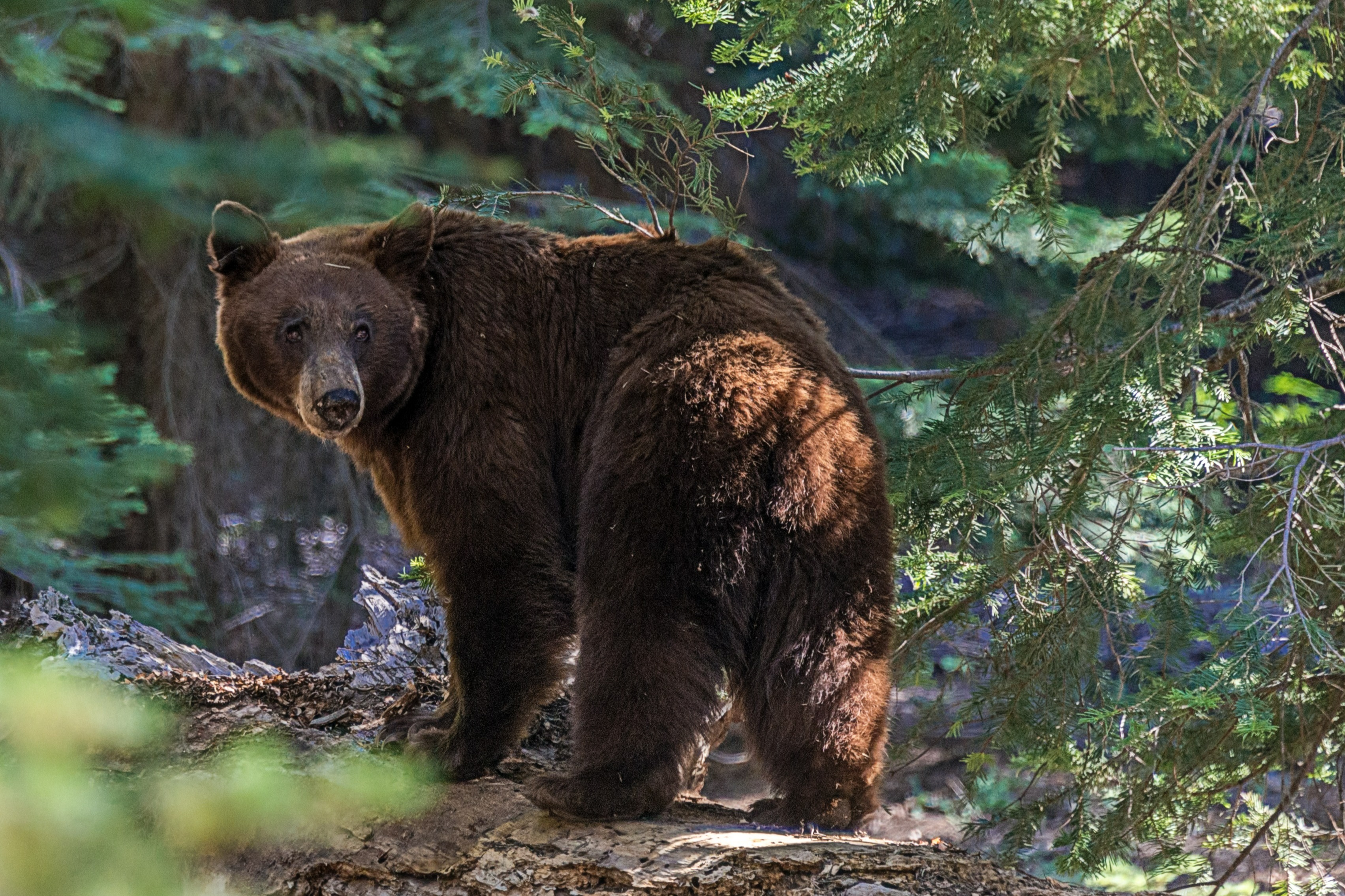 Top 15 Des Parcs Nationaux Aux tats Unis Tourlane
