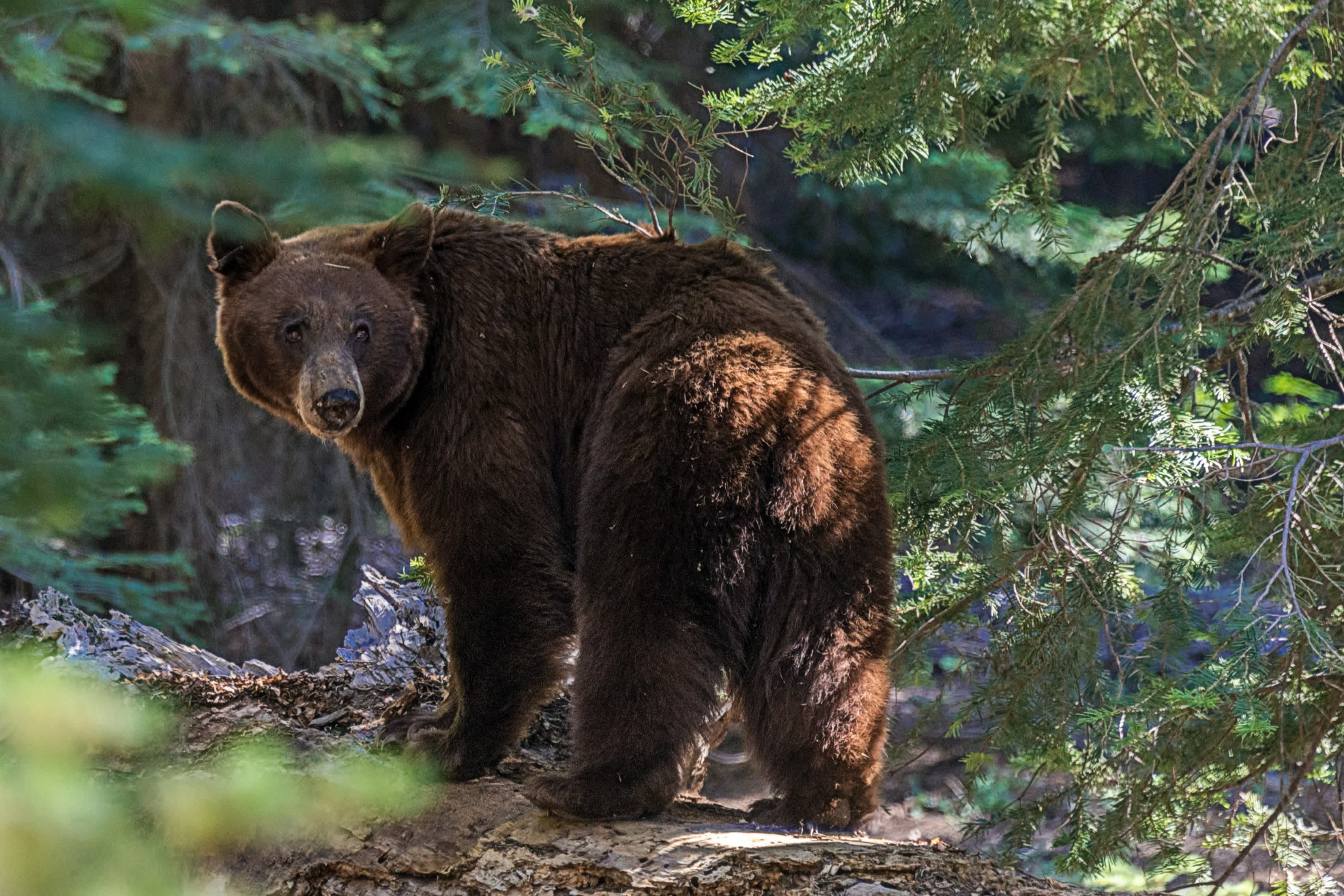 Un ours brun se tient dans une forêt de conifères aux États-Unis