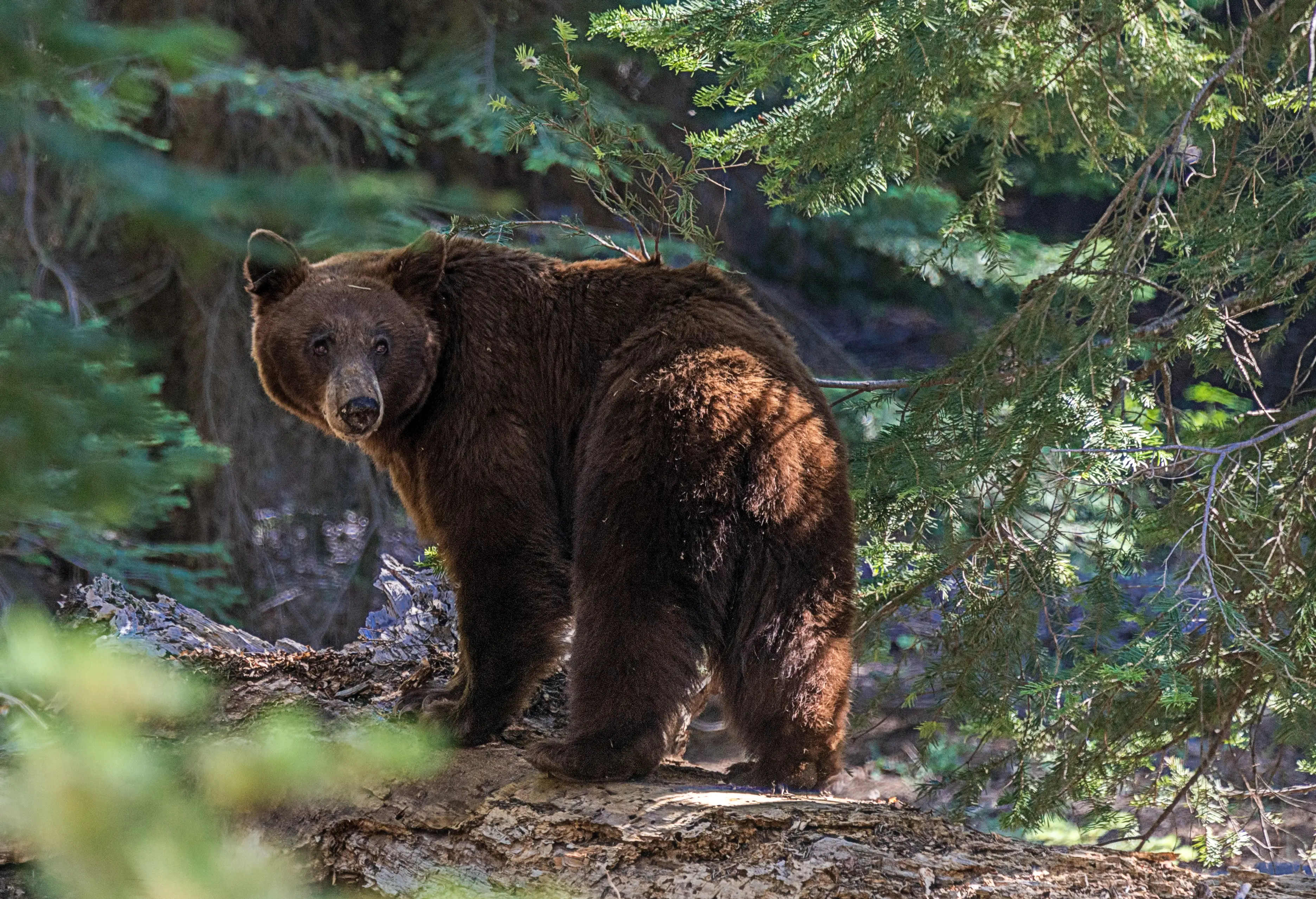 USA Braunbär
