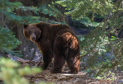 Un ours brun se tient dans une forêt de conifères aux États-Unis