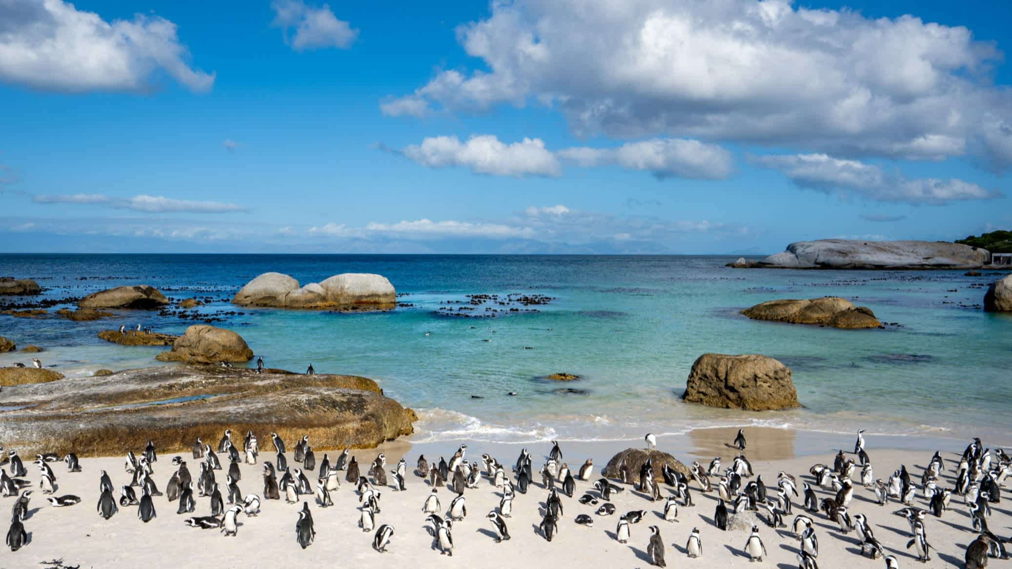Pingouins sur la plage de Boulders au Cap