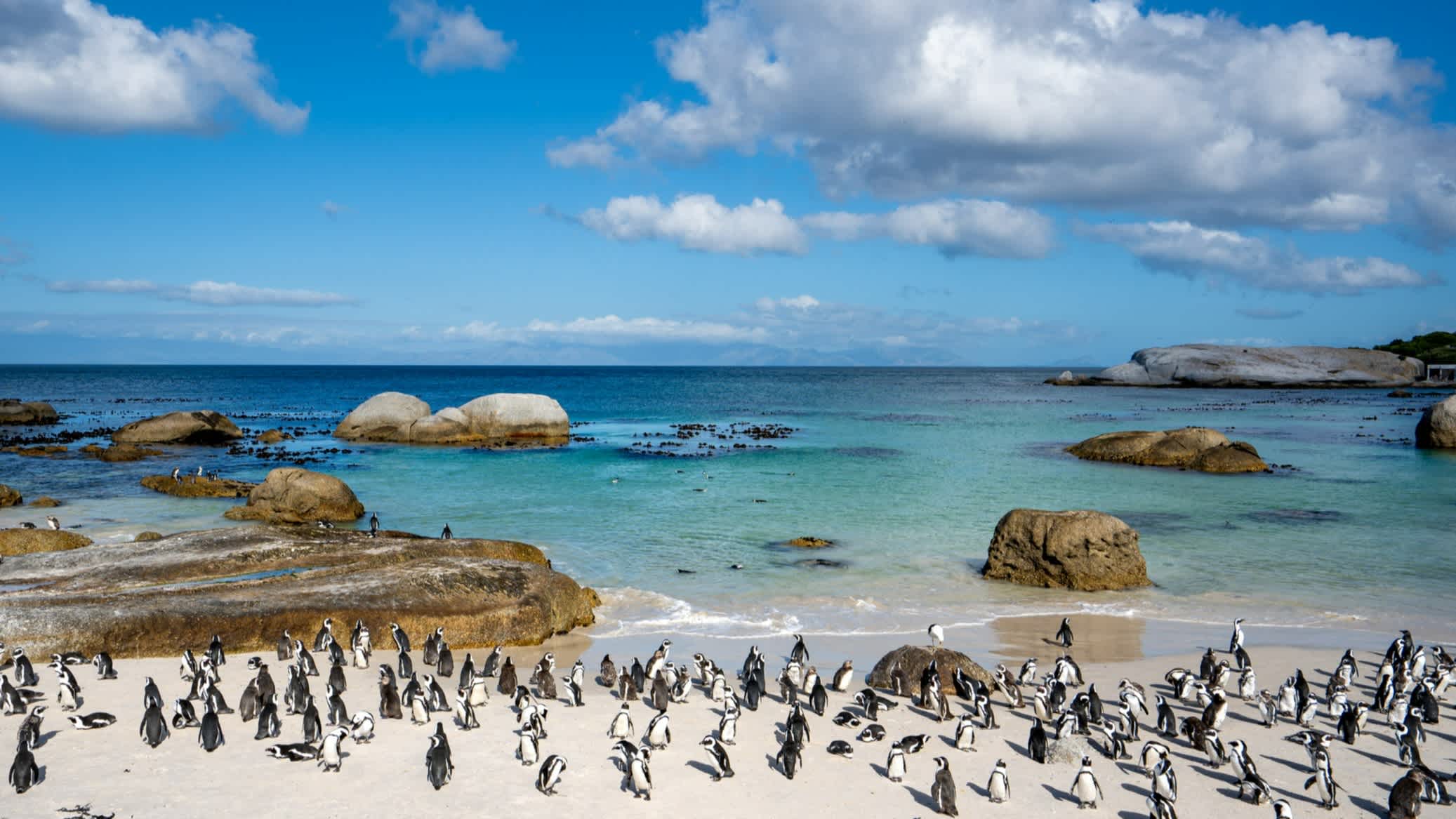 Pinguine am Boulders Beach in Kapstadt