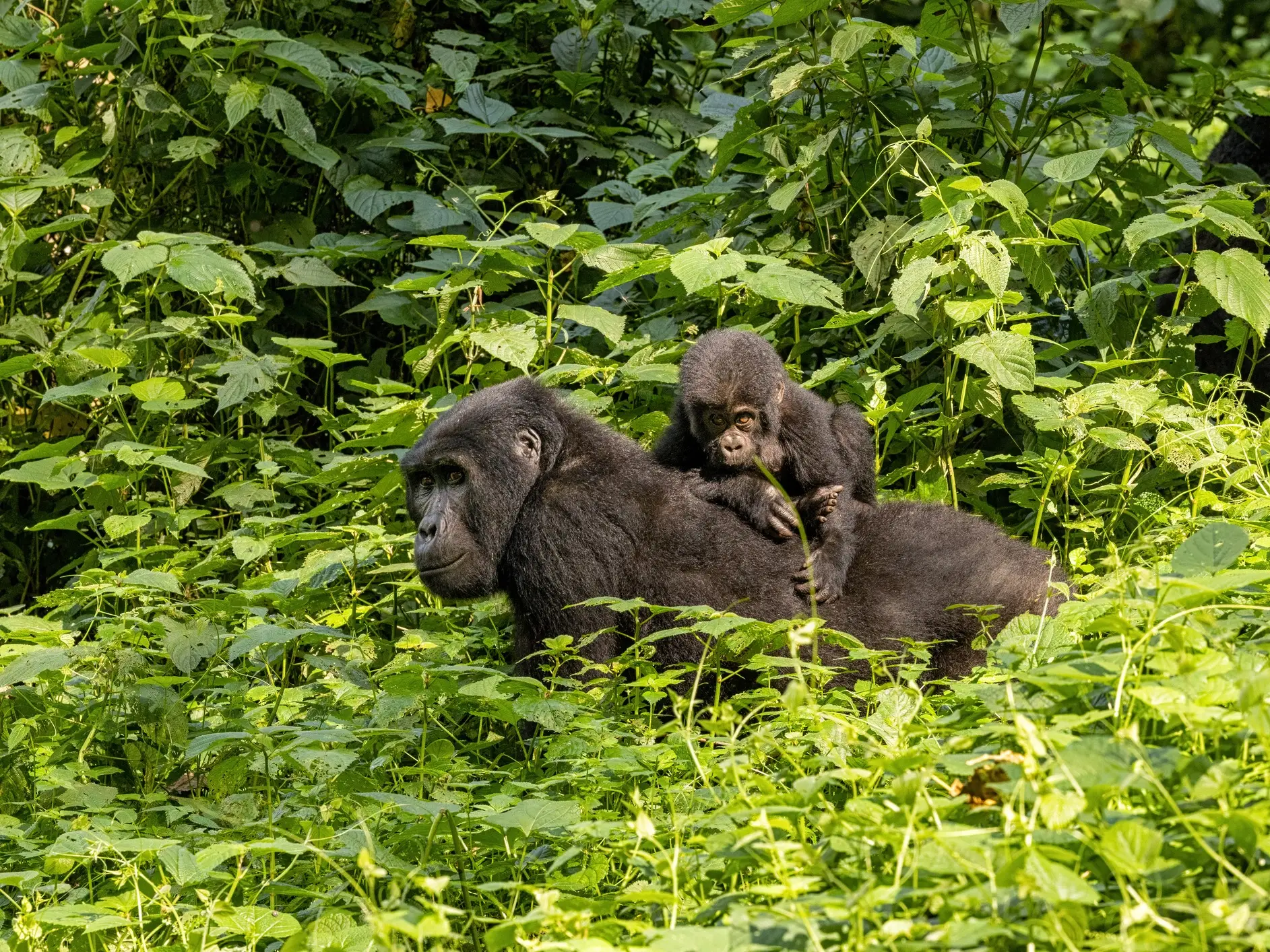 Parc national de Bwindi, gorille