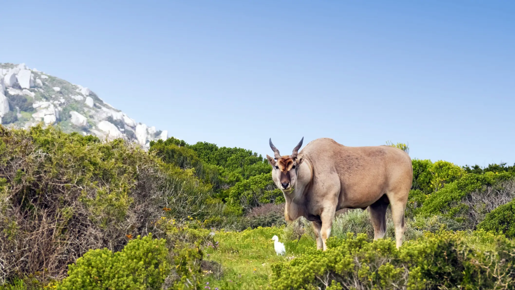 Elenantilope in der West Coast National Park, Südafrika