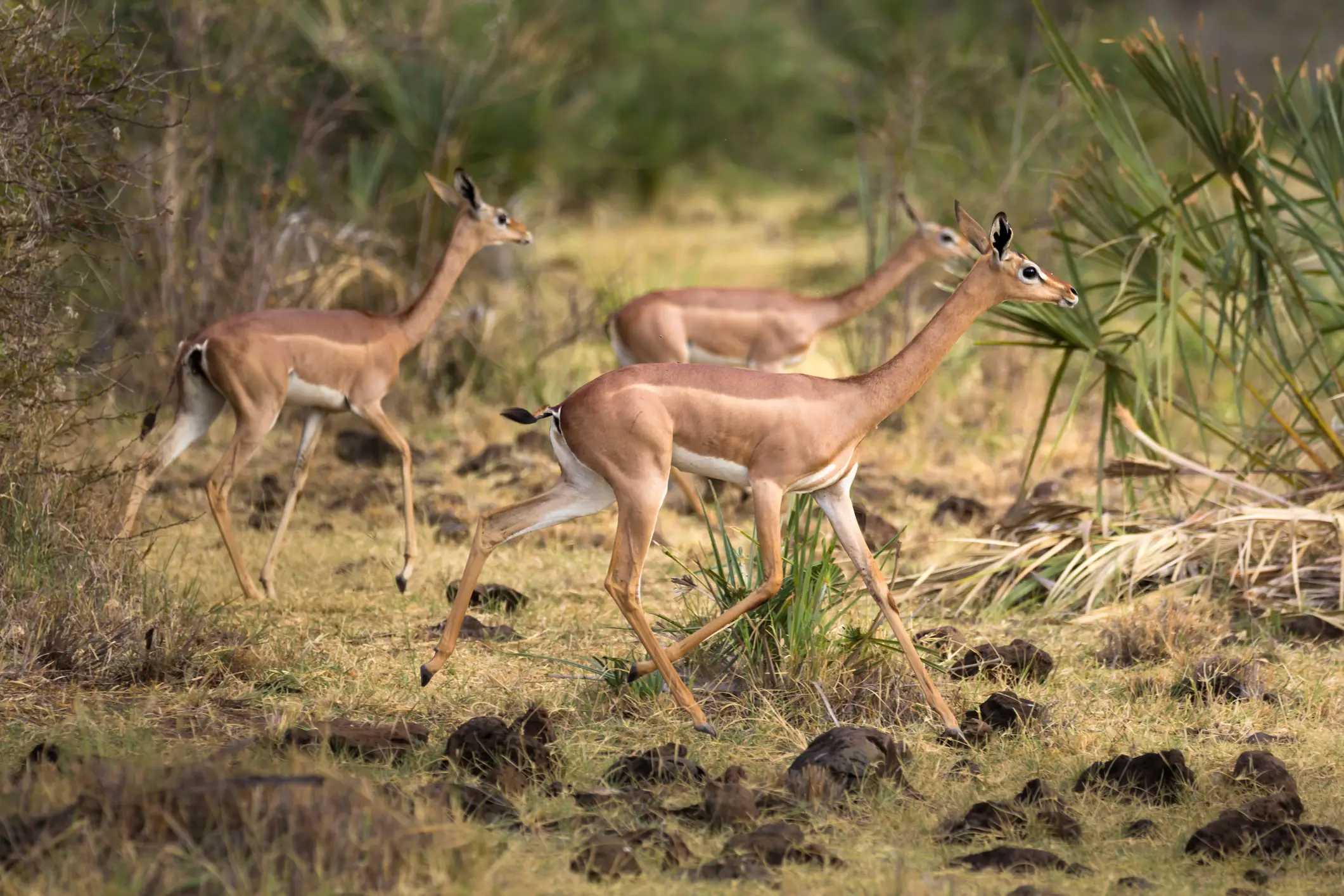Kenia, Meru-Nationalpark, Gerenukherde Gerenukherde im Meru-Nationalpark
