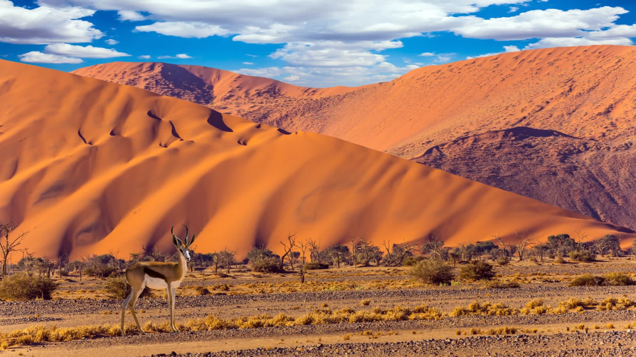 Namibie, désert du Namib, antilope sur un fond de dunes.