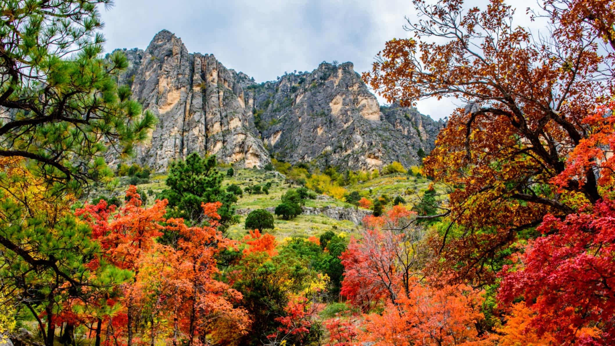 Herbstfarben entlang des Pine Canyon, Guadalupe Mountains National Park, Texas, USA

