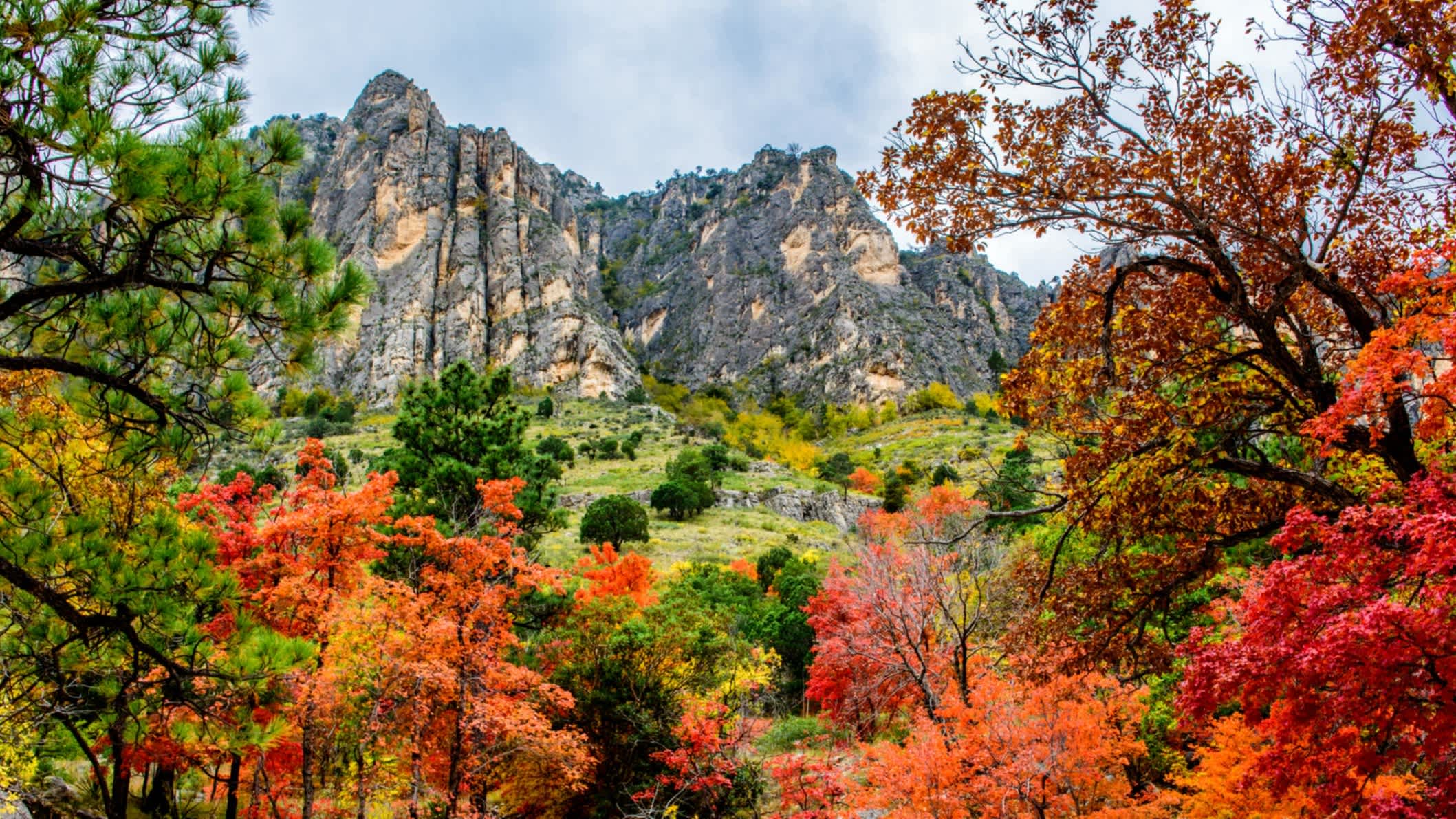 Couleurs automnales le long de Pine Canyon, Parc national des montagnes de Guadalupe, Texas, États-Unis
