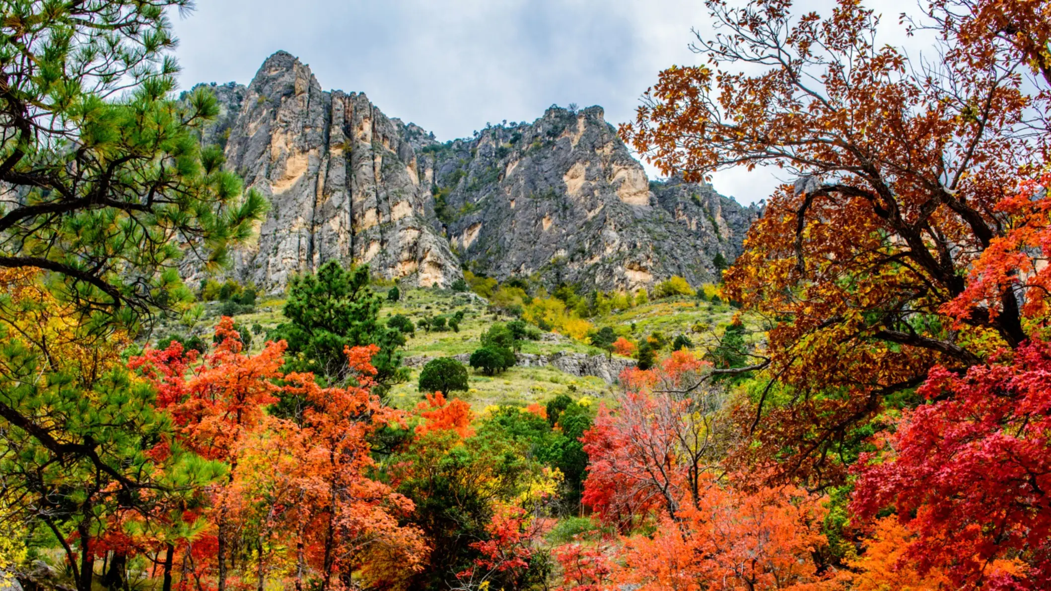 USA Texas Guadalupe Mountains National Park Herbstfarben entlang des Pine Canyon, Guadalupe Mountains National Park, Texas, USA