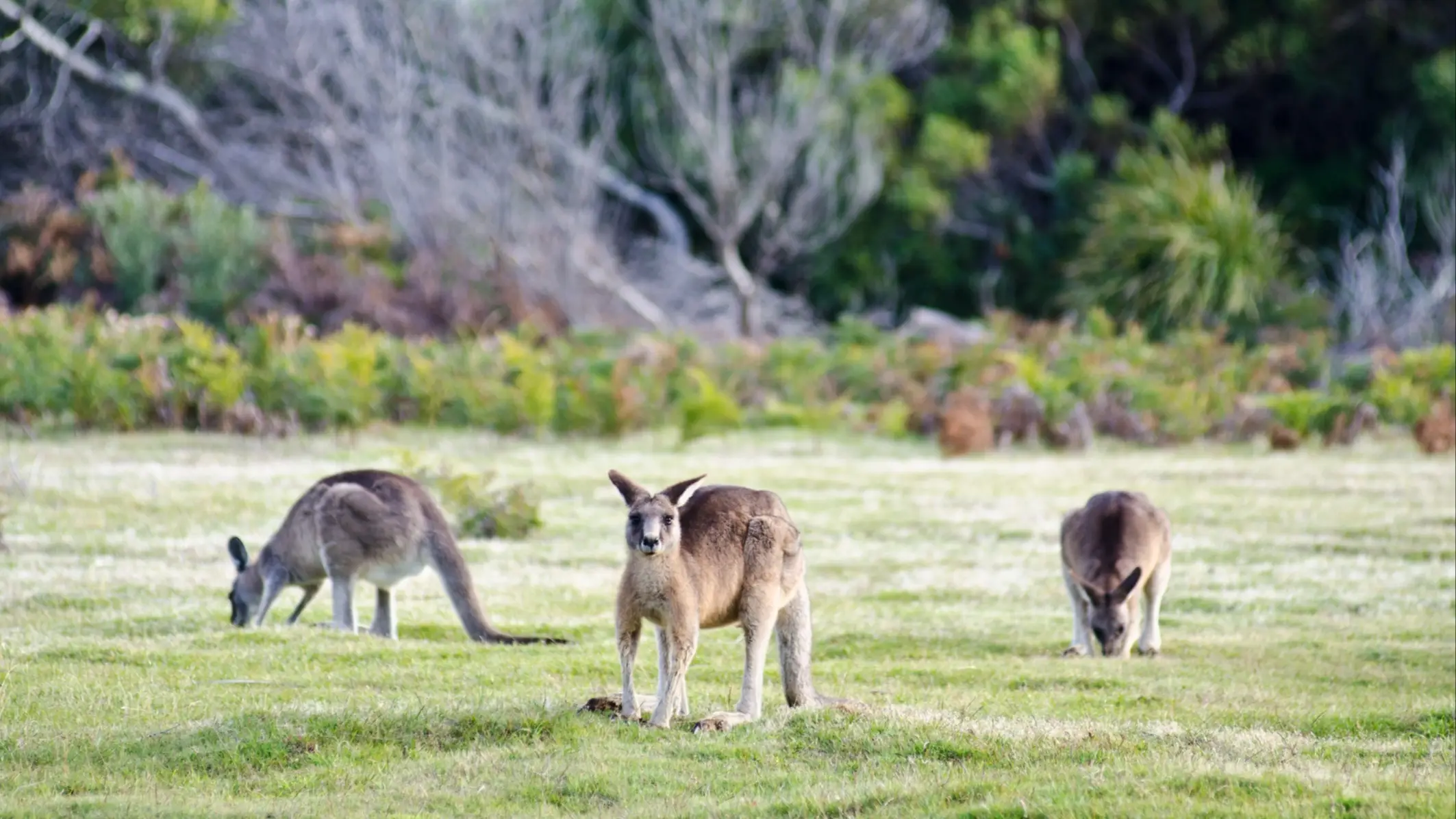 Parc national de Narawntapu, Tasmanie, Australie Kangourous dans le parc national de Narawntapu