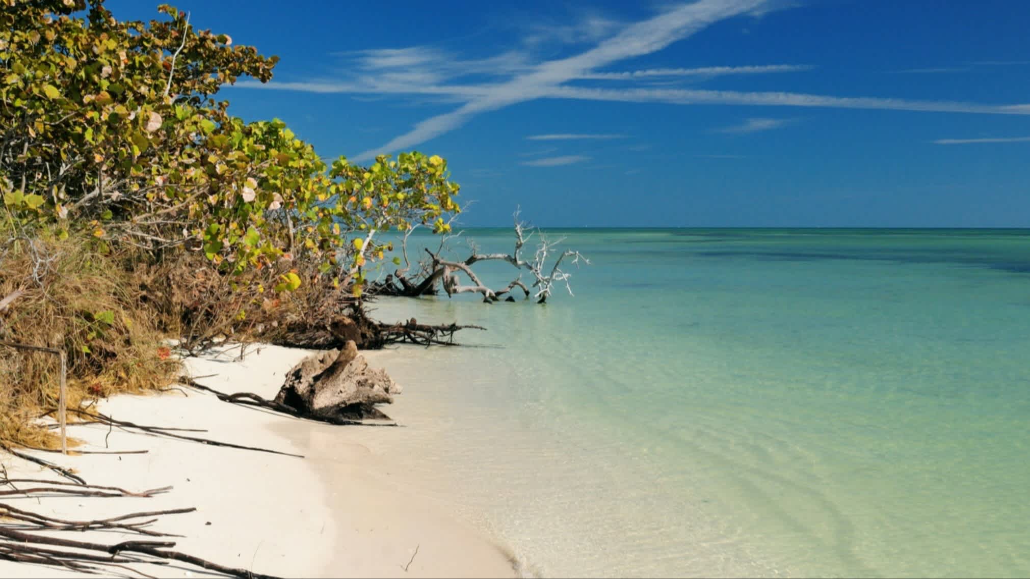 Der Strand des Bahia Honda State Park, Bahia Honda Key, Florida, USA bei purem Sonnenschein mit Blick auf das grüne Meer und natürliche Vegetation.