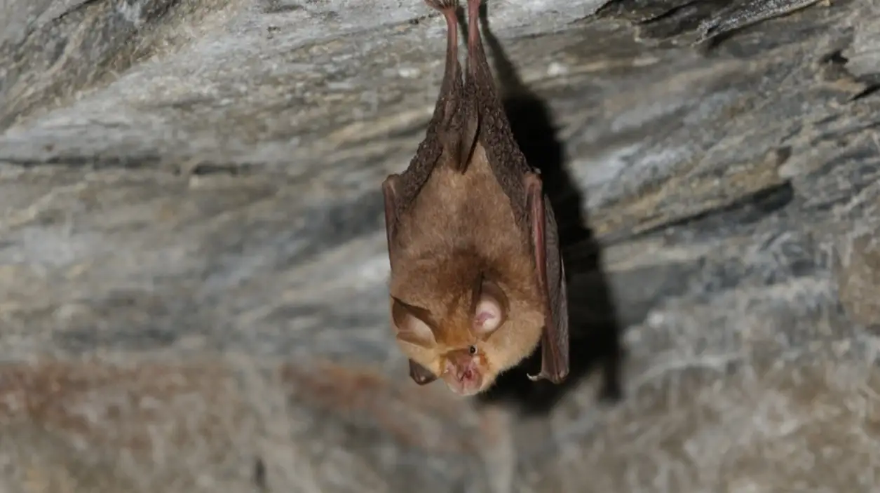 Schläger, Rhinolophus ferrumequinum