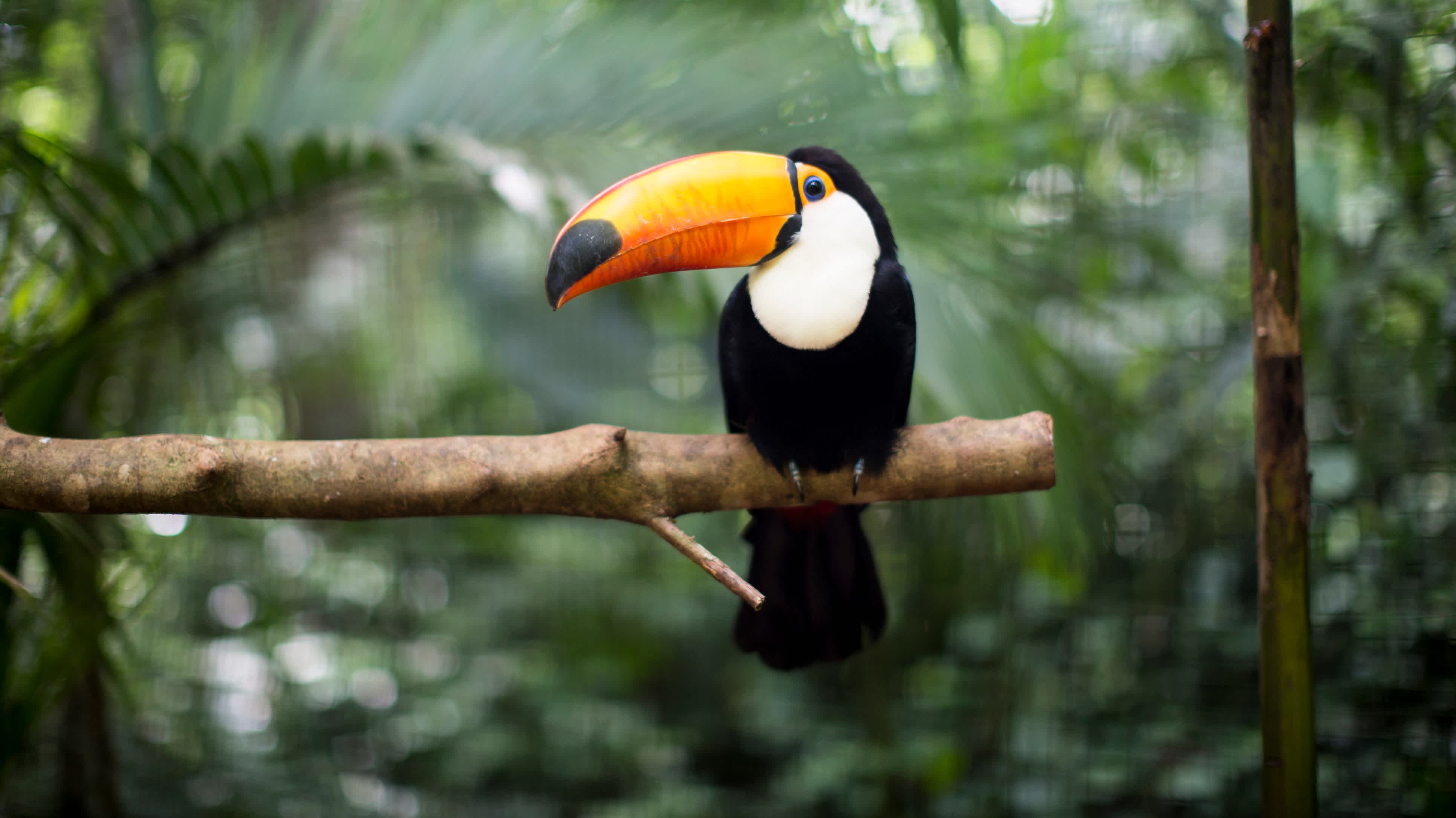 Découvrez la richesse de la faune d'Amérique centrale lors d'un circuit au Costa Rica.