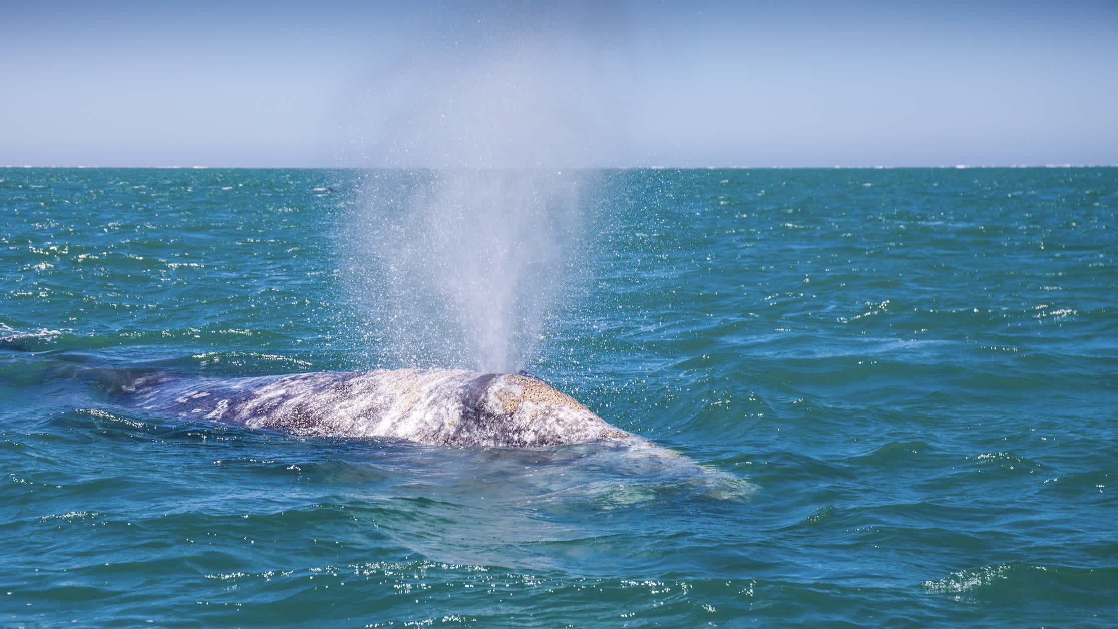 Une baleine grise adulte dans les eaux de la Laguna San Ignacio au Mexique