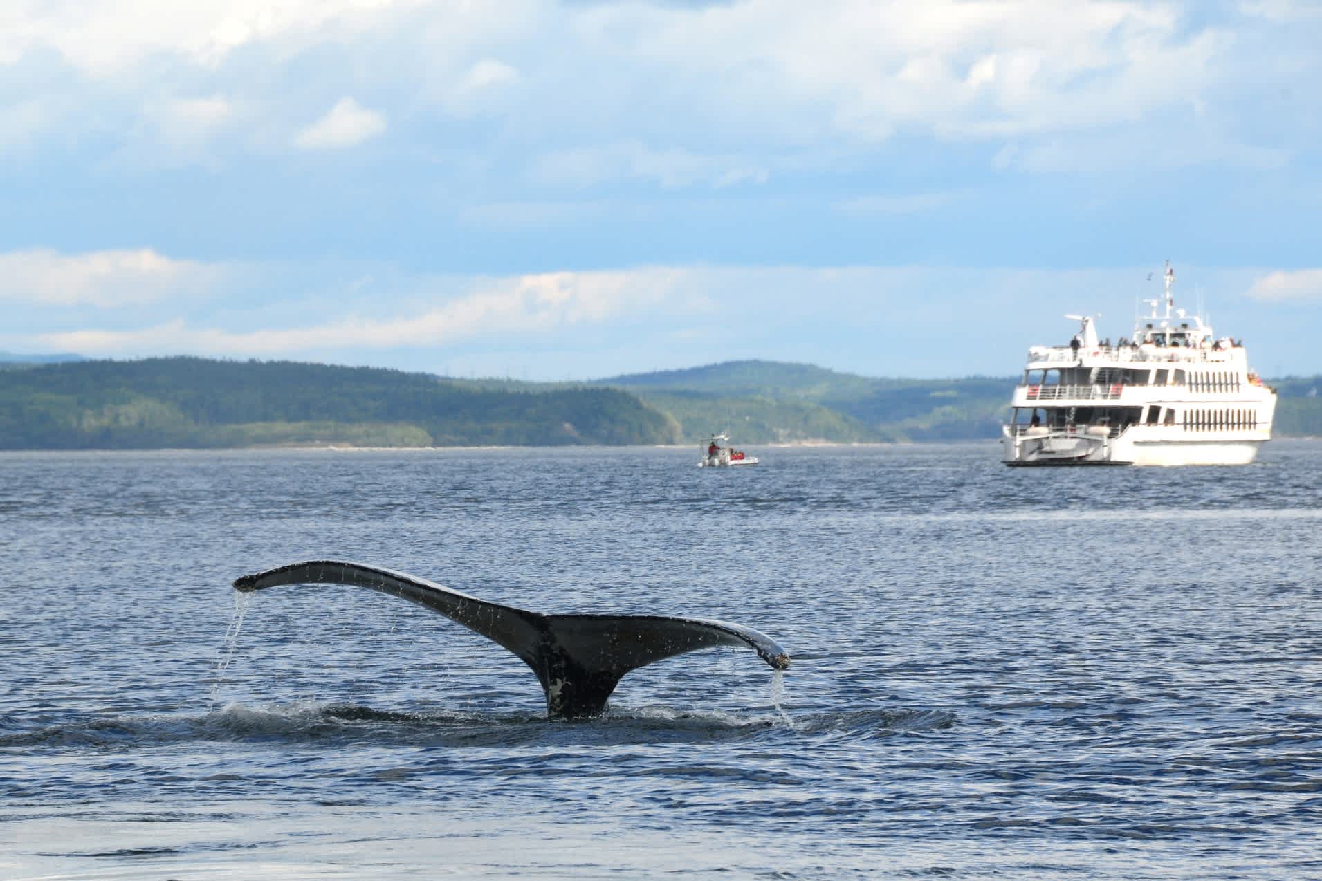 Buckelwal in der Nähe des Zusammenflusses von Sankt-Lorenz-Strom und Saguenay, bei Tadoussac in Kanada.
