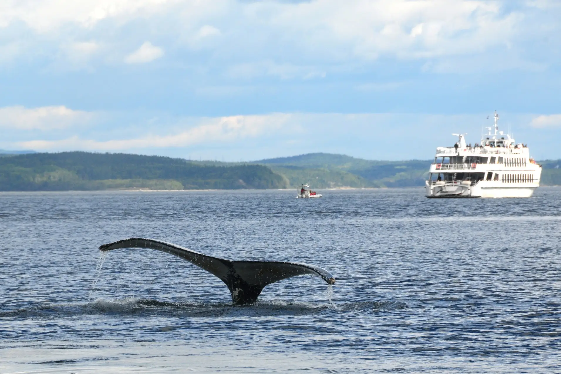 Kanada, Walbeobachtung Buckelwal in der Nähe des Zusammenflusses von Sankt-Lorenz-Strom und Saguenay, bei Tadoussac in Kanada.