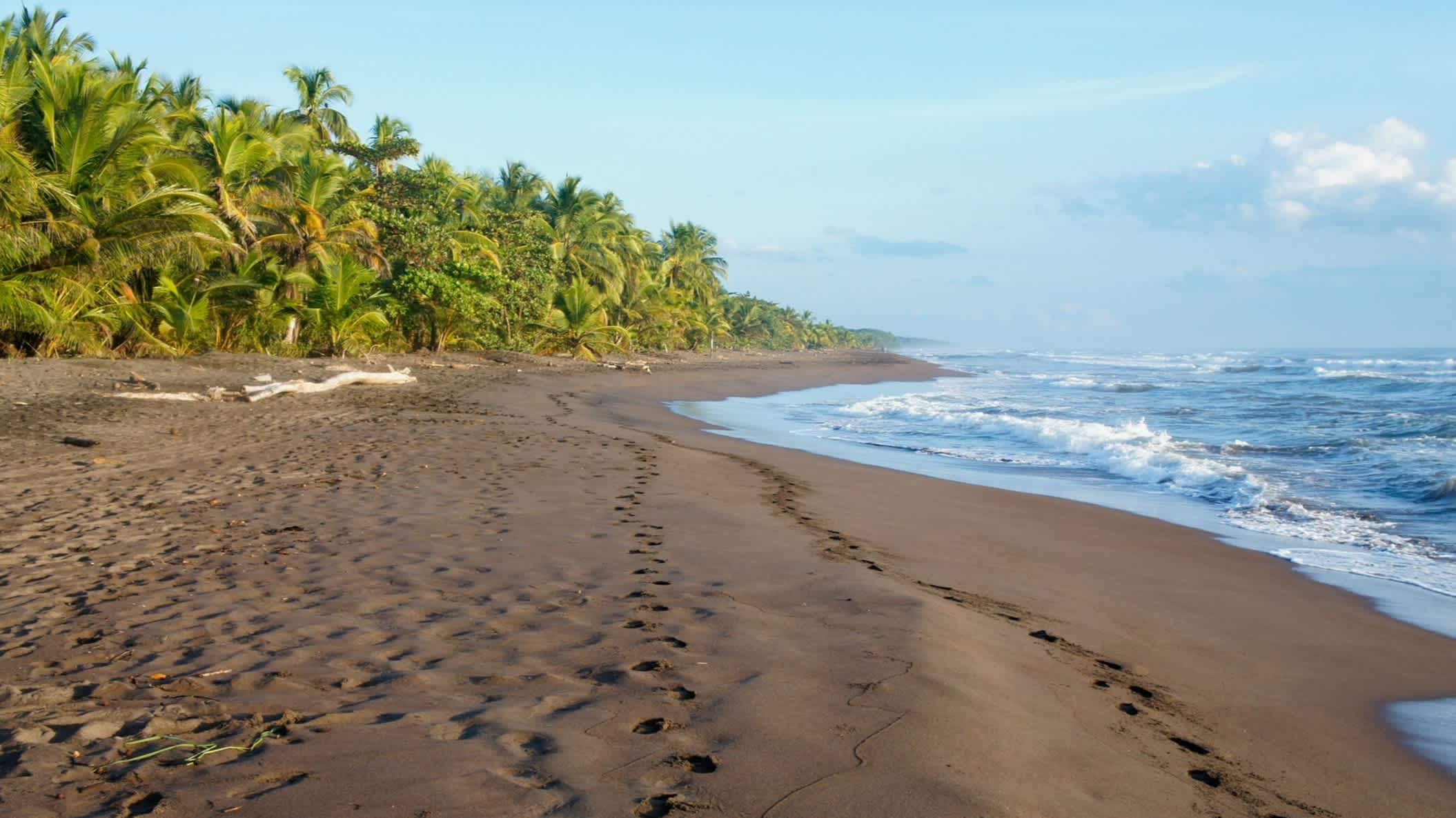 Der Strand von Tortuguero bei Sonnenaufgang an der Karibikküste von Costa Rica mit traumhaften Palmen und dem typisch braunen Sand sowie welligem Wasser. 