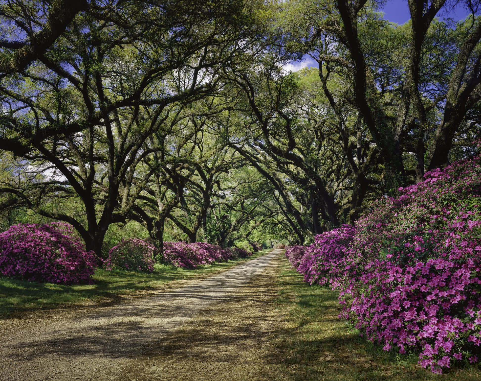 Chemin bordé d'arbres et d'acacias