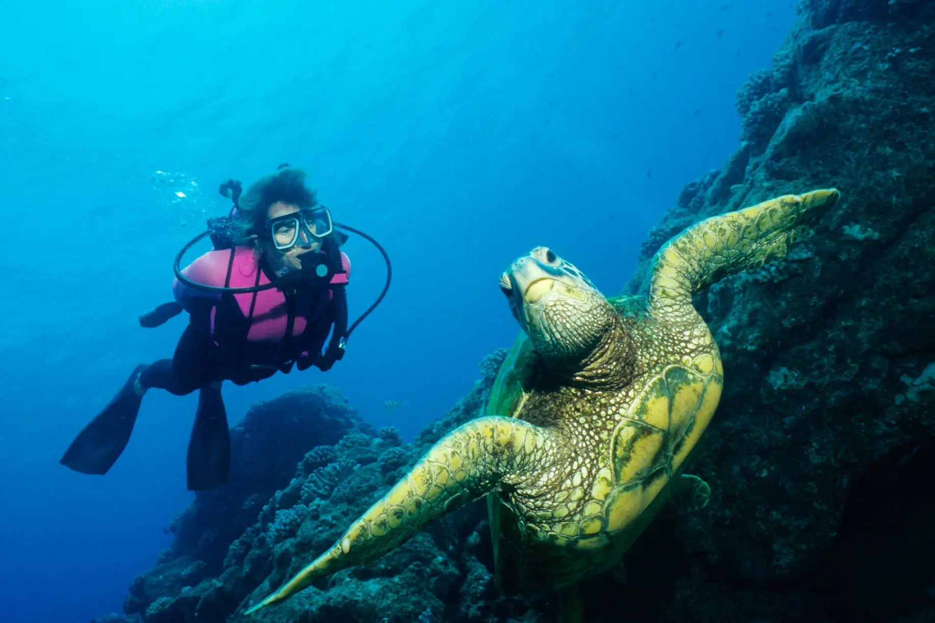 USA, Hawaii, Tauchen Ein Taucher in Hawaii mit einer Schildkröte im Vordergrund.