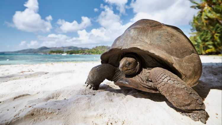 Aldabra-Riesenschildkröte am Sandstrand. Nahaufnahme einer Schildkröte auf den Seychellen