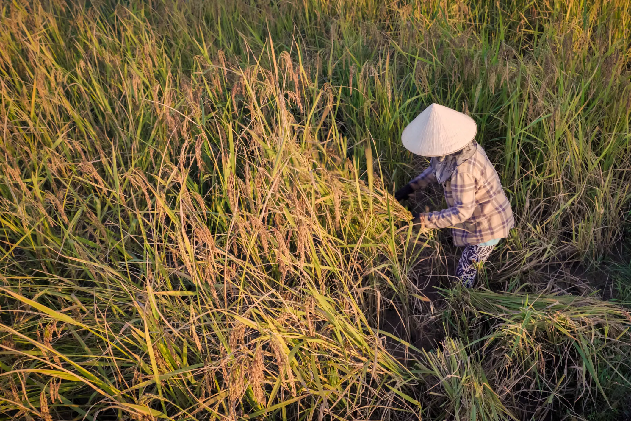 Norden Laos Laotische Frau erntet Reis im Norden Laos