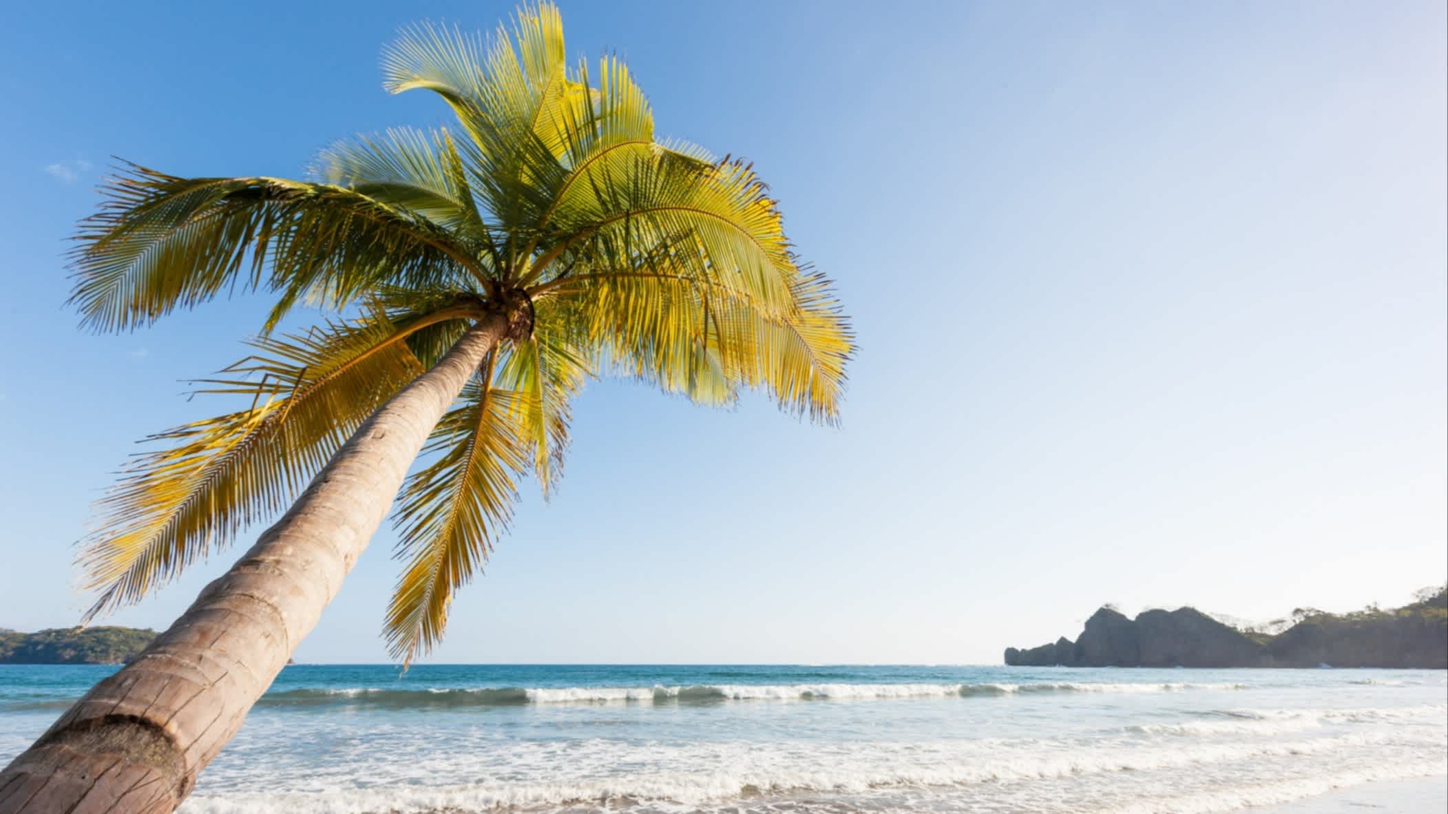 Tamarindos Strand in Guanacaste in Costa Rica mit einer wunderschönen Palme im Vordergrund, die zum Strand neigt und das blaue Meer, seichte Wellen und weißer Sand sowie Berge im Hintergrund.