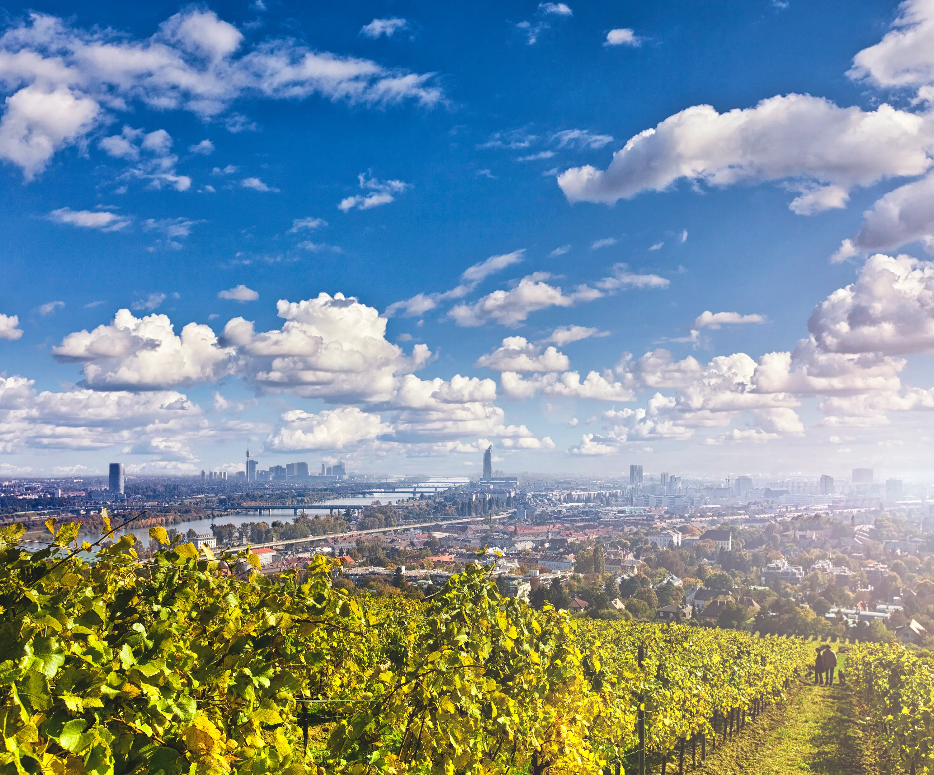 Vienna - Austria, Austria, Vineyard, Cityscape