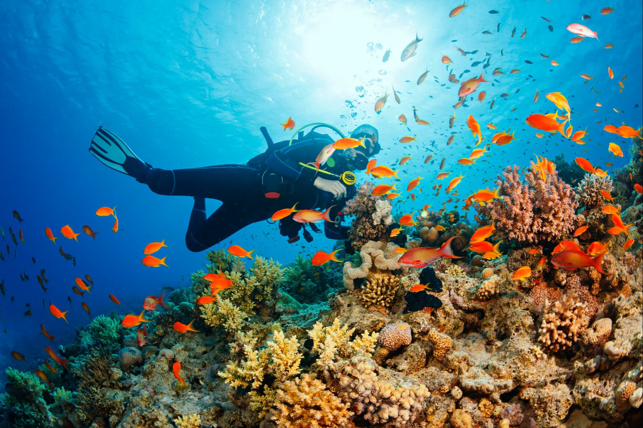Un plongeur sous-marin explore le récif corallien, Portugal