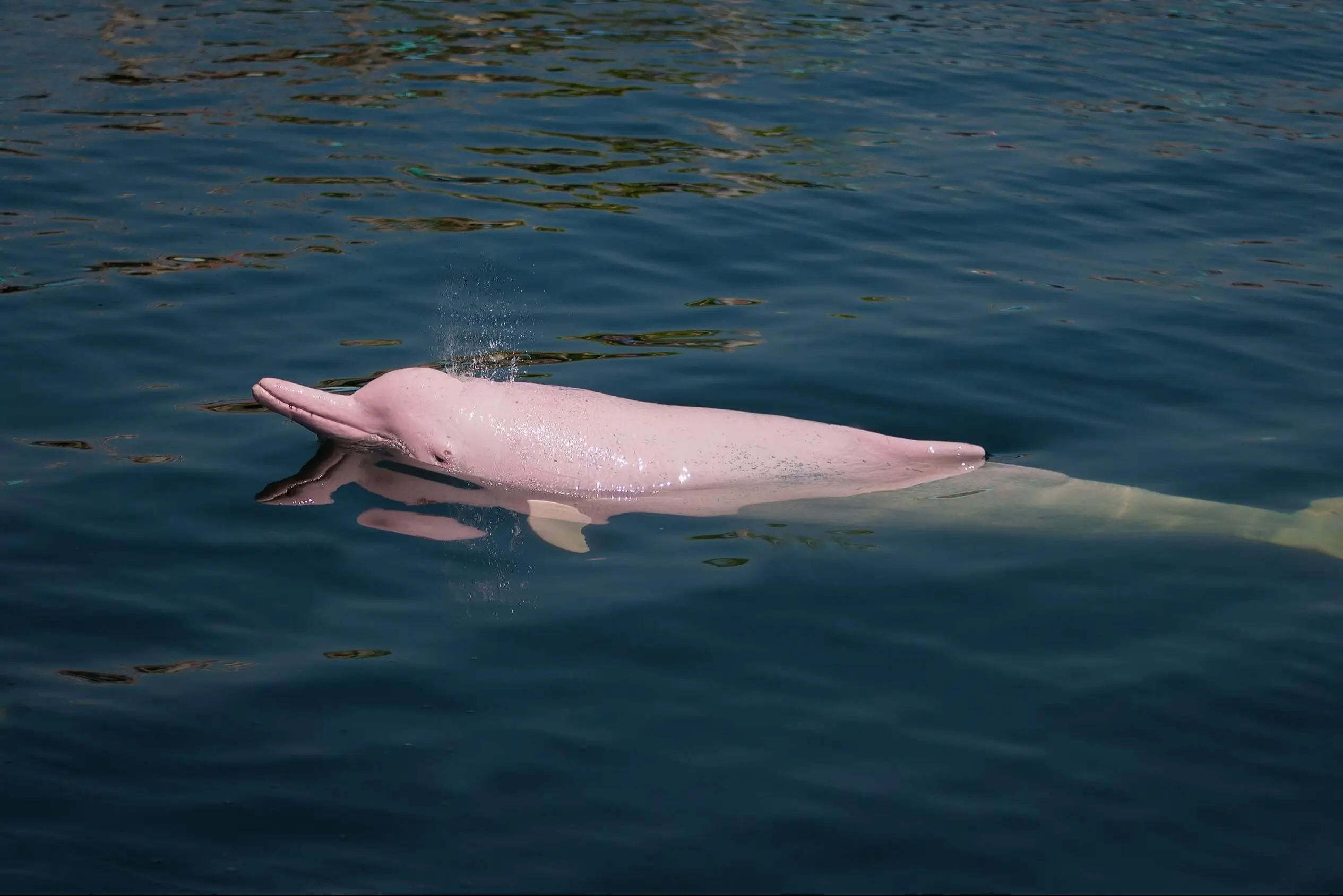 Amazonasdelfin, der pinke Flipper