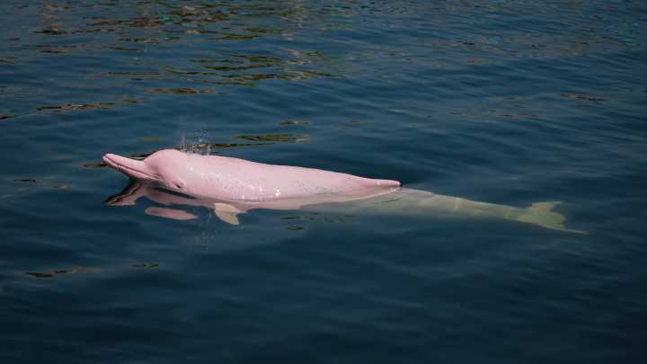 Amazonasdelfin, der pinke Flipper