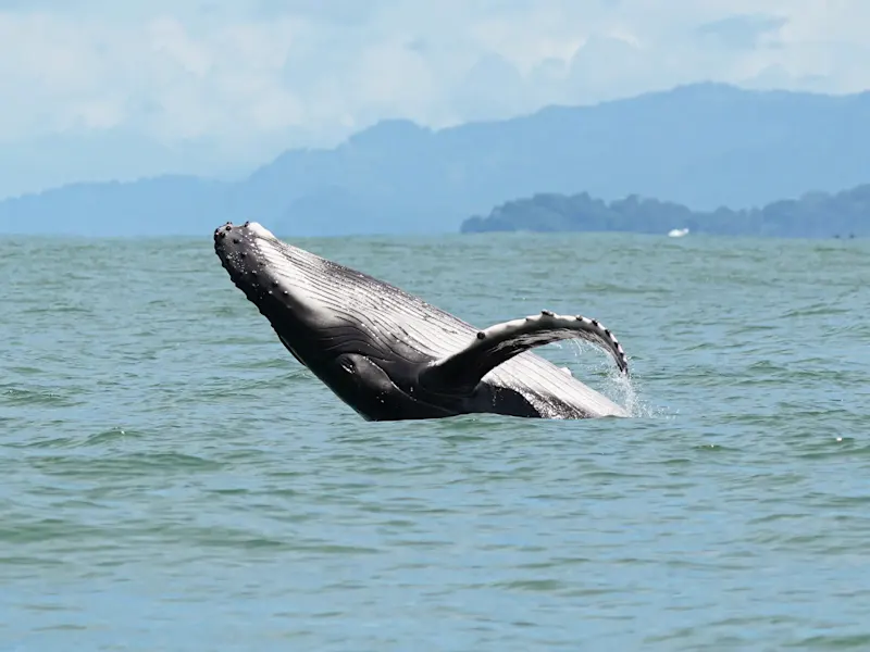 Costa Rica, Puntarenas, parc national Uvita Ballena, Buckelwalflosse Une nageoire de baleine à bosse émerge de l'eau avec des montagnes en arrière-plan, Uvita, Puntarenas, Costa Rica.