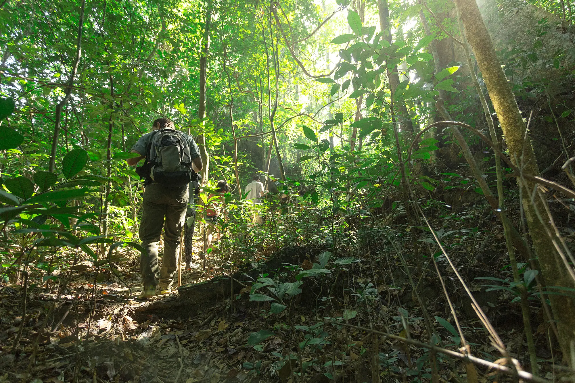 Abenteuer Regenwald Elephant Hills Luxury Tented Camp Khao Sok Nationalpark Thailand, Regenwald
