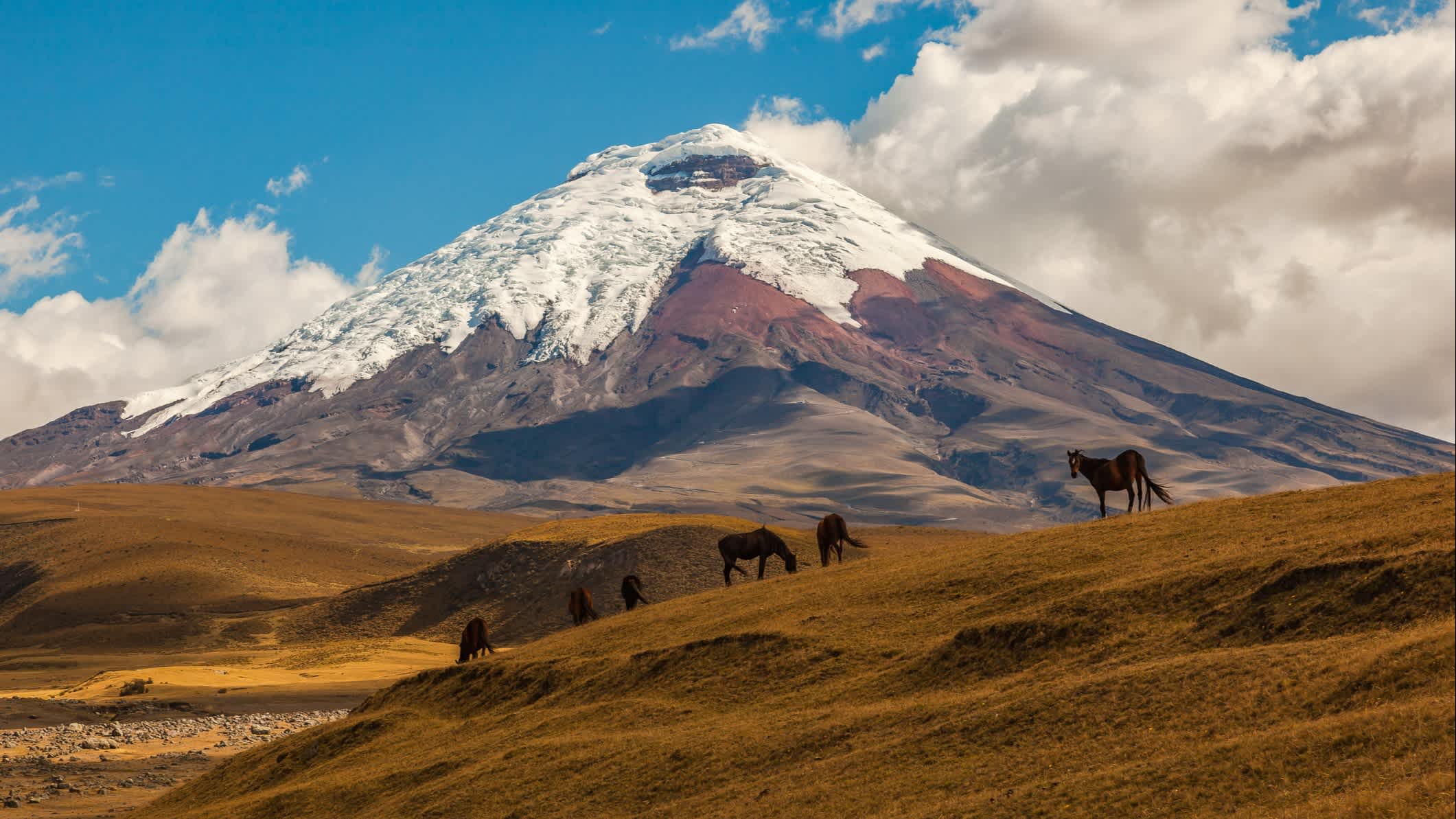 Vulkan Cotopaxi bei Sonnenuntergang mit Pferden im Vordergrund, Ecuador.
