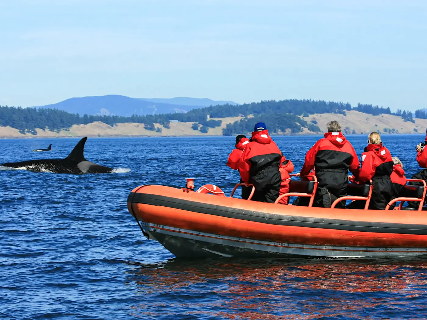 Canada, Colombie-Britannique, île de Vancouver, Victoria, observation des baleines Orque observant au large de Victoria, sur l'île de Vancouver, Colombie-Britannique, Canada.
