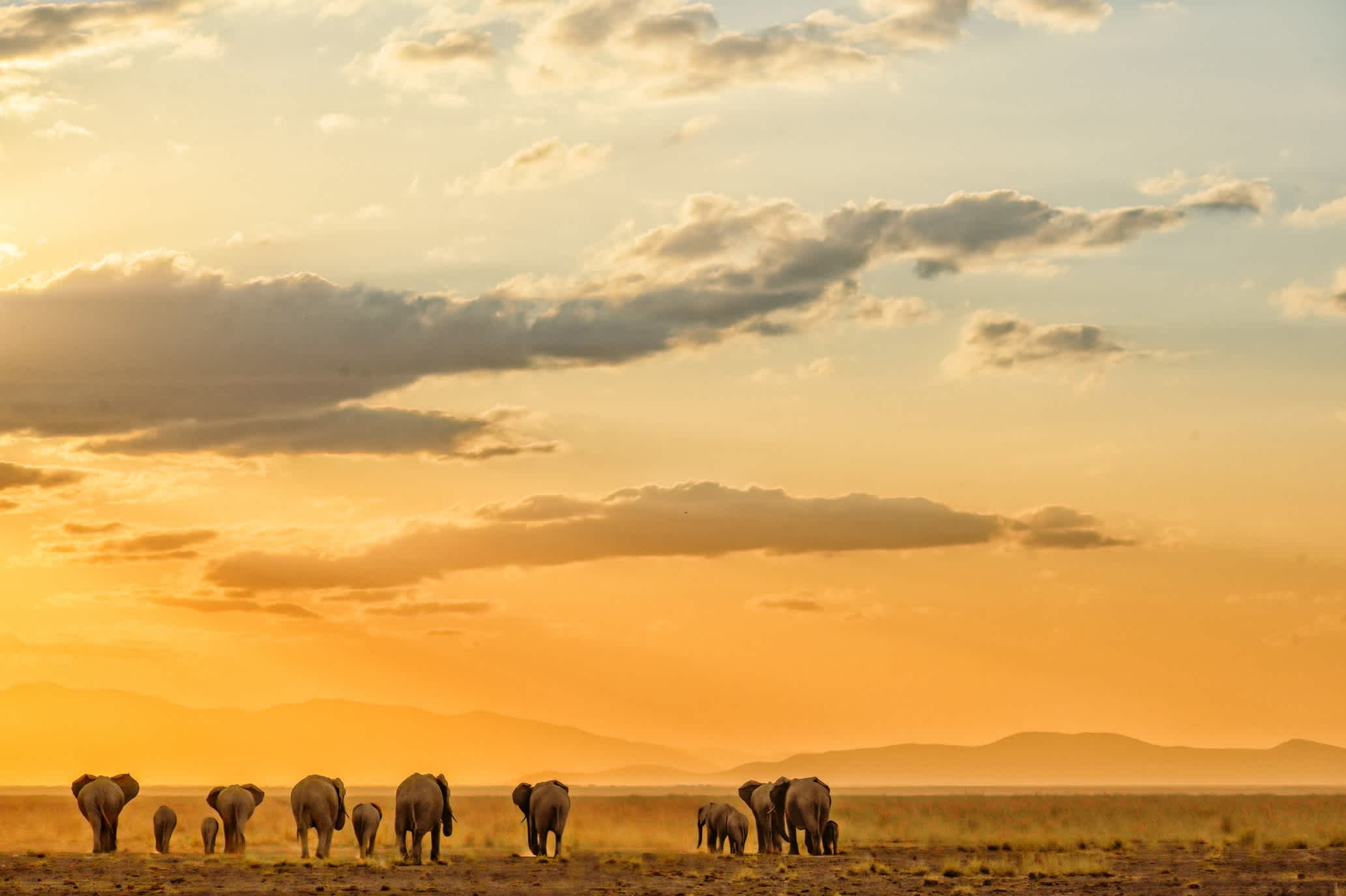 Elefantenherde im Krüger Nationalpark bei Sonnenaufgang