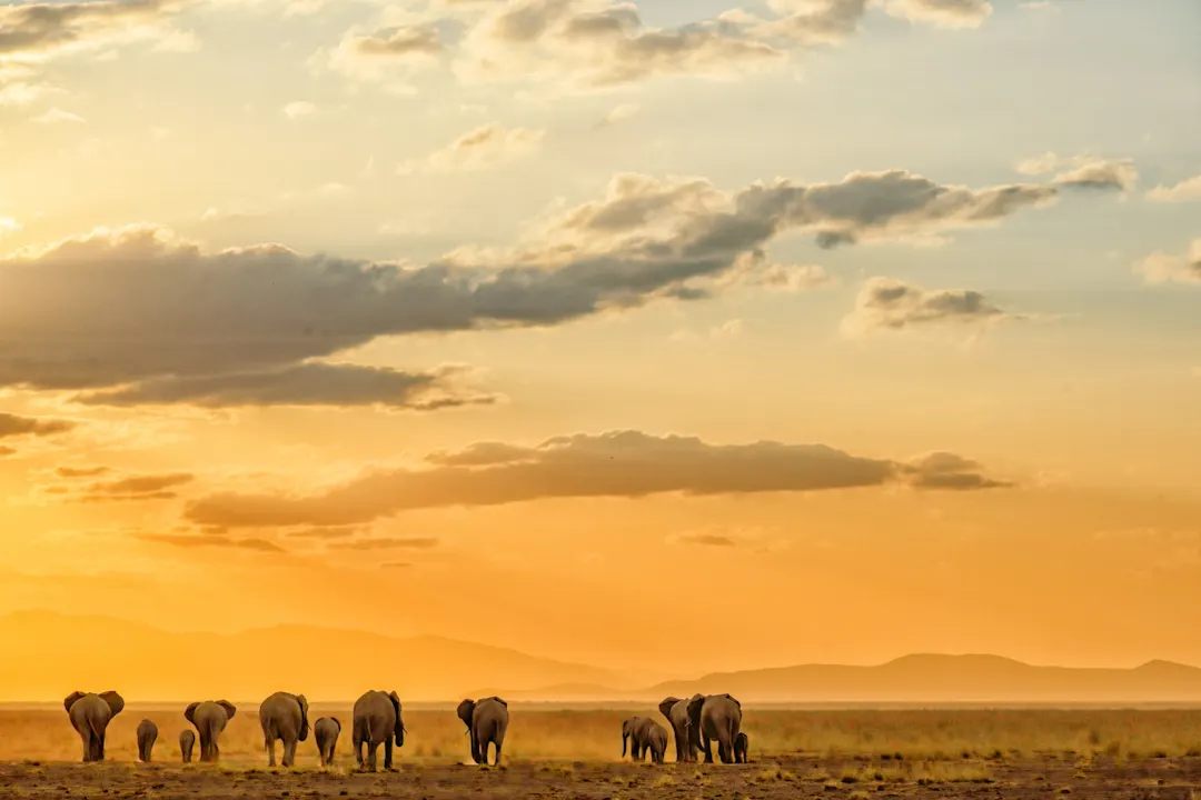 Afrique du Sud, parc national Kruger, lever du soleil