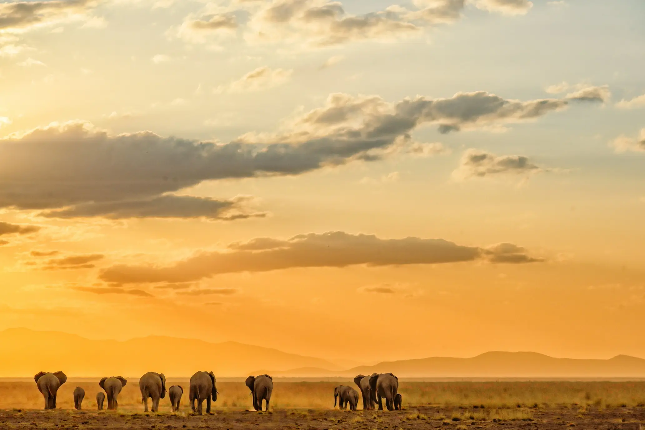 Südafrika, Krüger Nationalpark, Sunrise Drive Elefantenherde im Krüger Nationalpark bei Sonnenaufgang