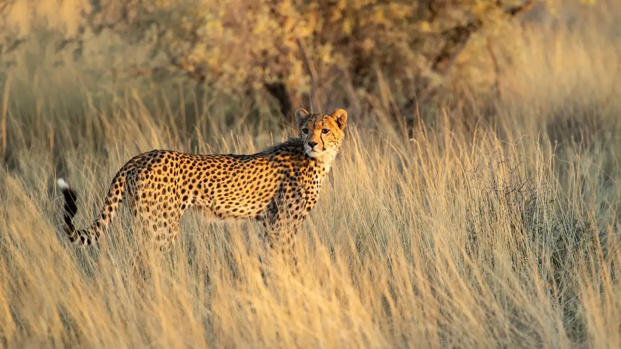 Junge Geparden auf der Jagd in der Kalahari