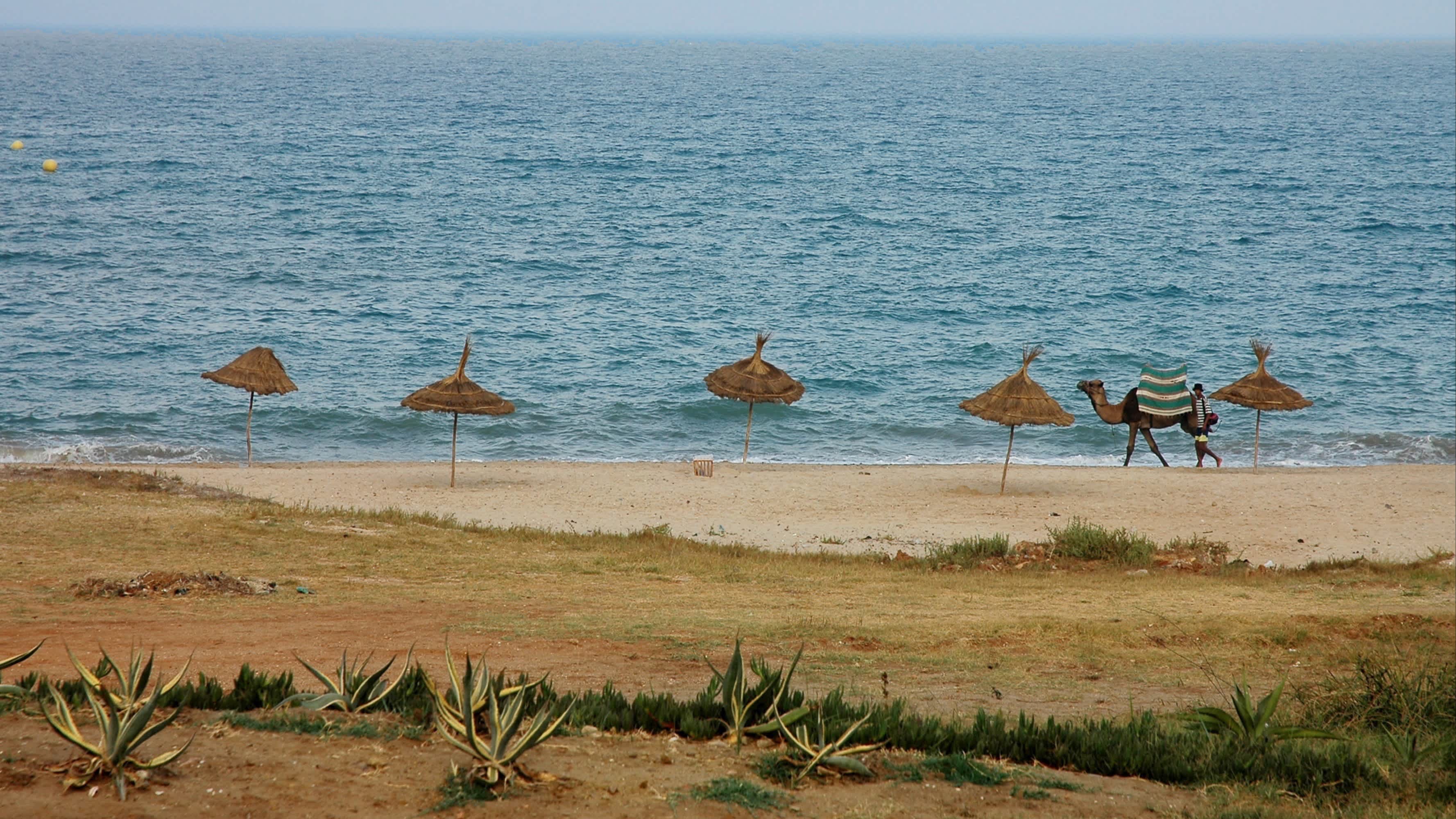 Blick auf den Strand von M'Diq im Norden Marokkos mit Sonnenschirmen sowie einem Kamel am Strand.