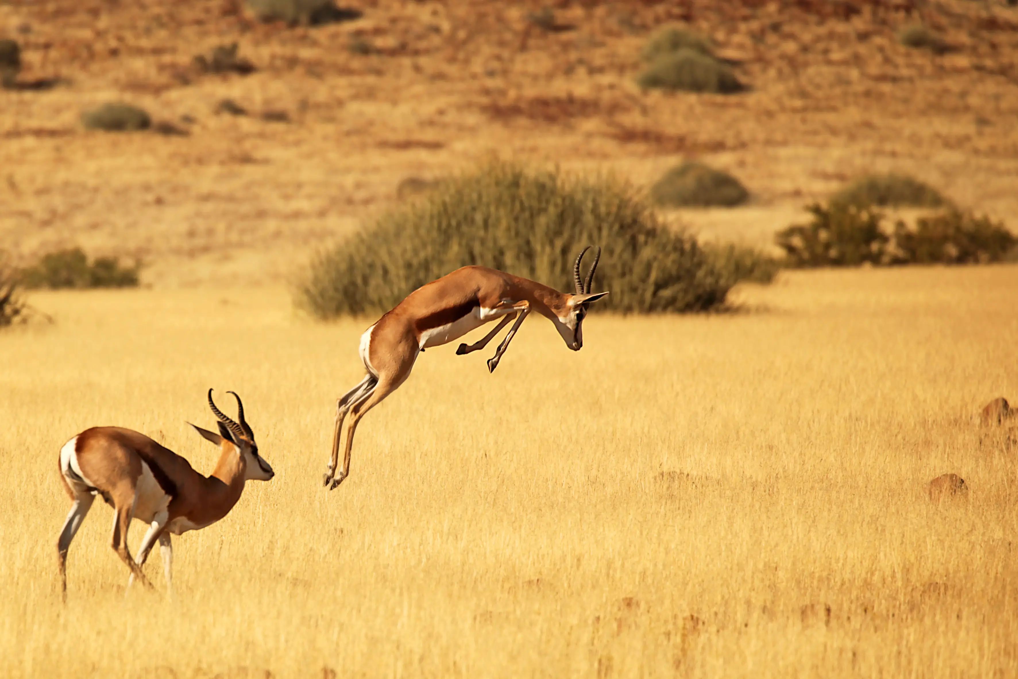 Gazelles, saut, Namibie gazelles en pleine course et saut lors d'un safari en Namibie