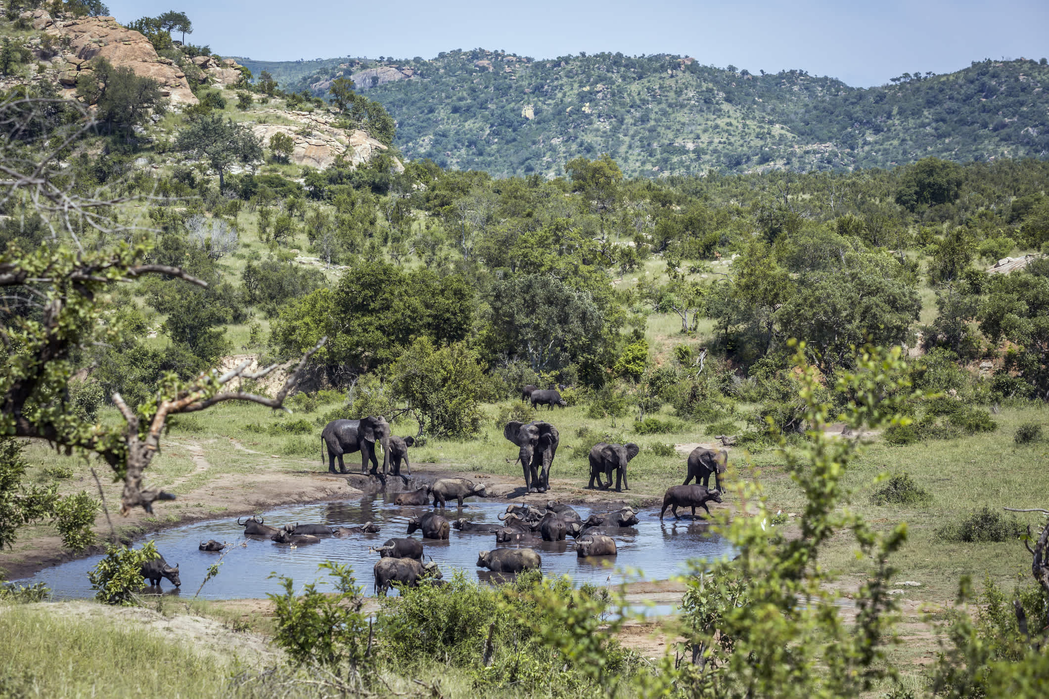 Elefanten an einem Wasserloch im Krüger Nationalpark