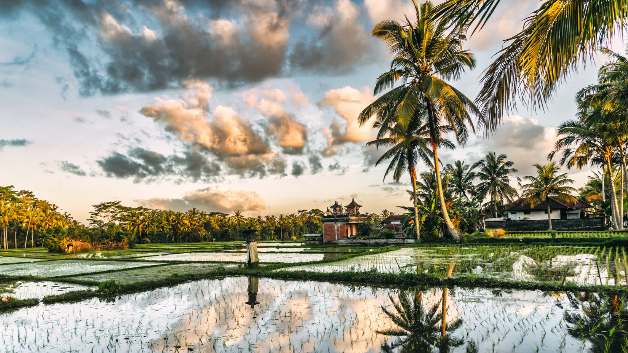 Coucher de soleil sur des rizières à Bali, Indonésie.