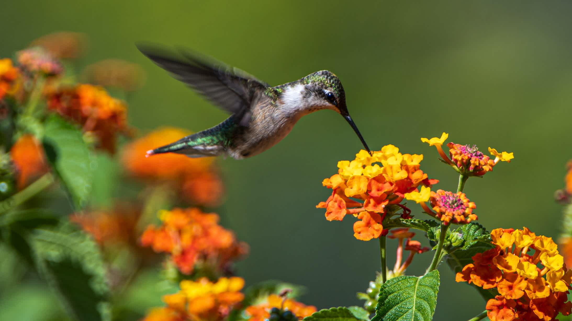 Kolibris in Costa Rica 