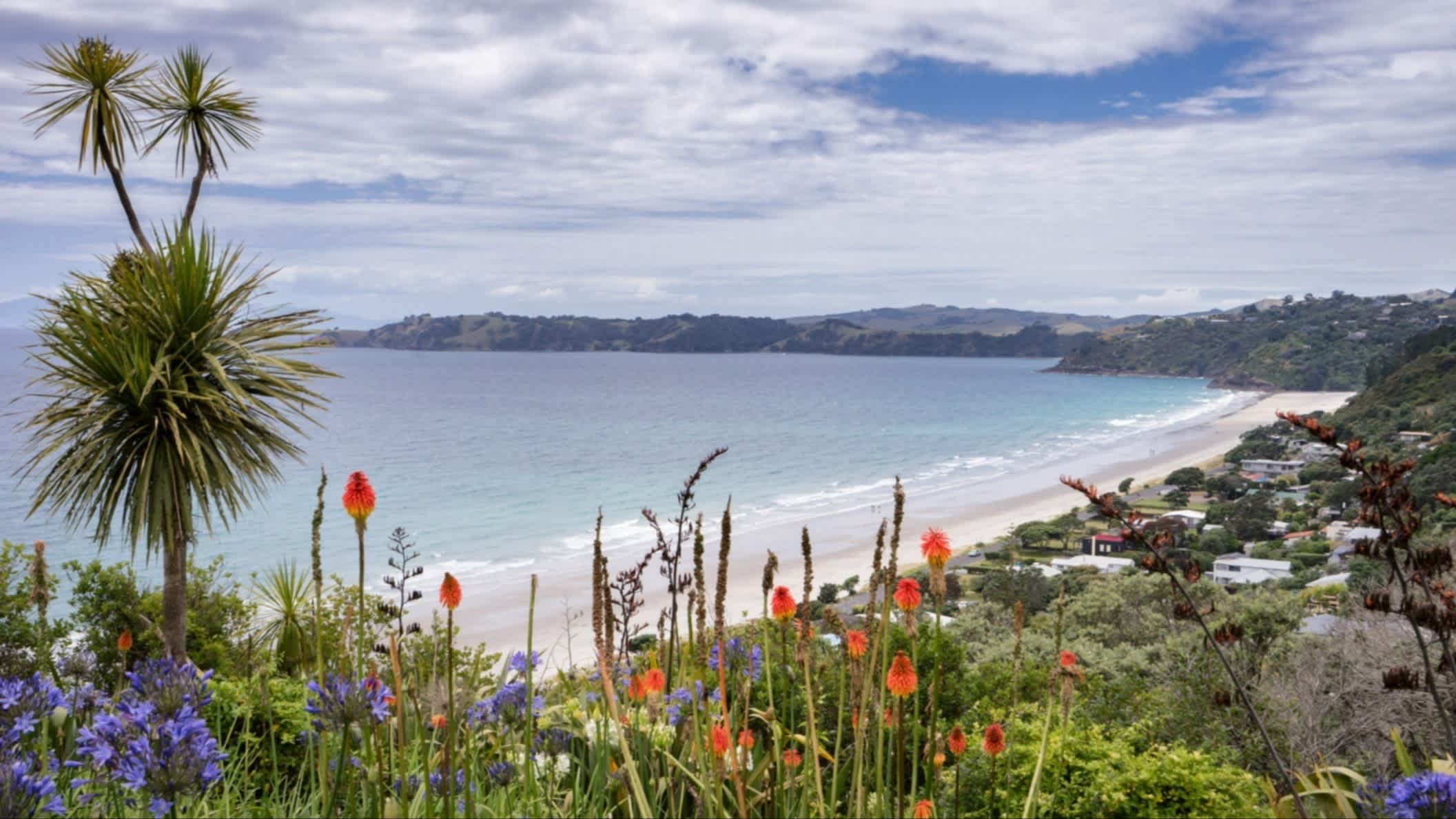 View of Onetangi Beach, Waiheke Island, New Zealand, with colorful vegetation in the foreground, cliffs, white sand and clear water in the background
