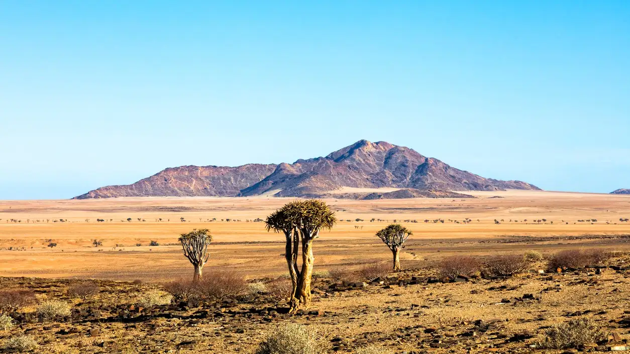 Paysage avec des aloès à carquois (Aloe dichotoma), col de Gaub, Namibie