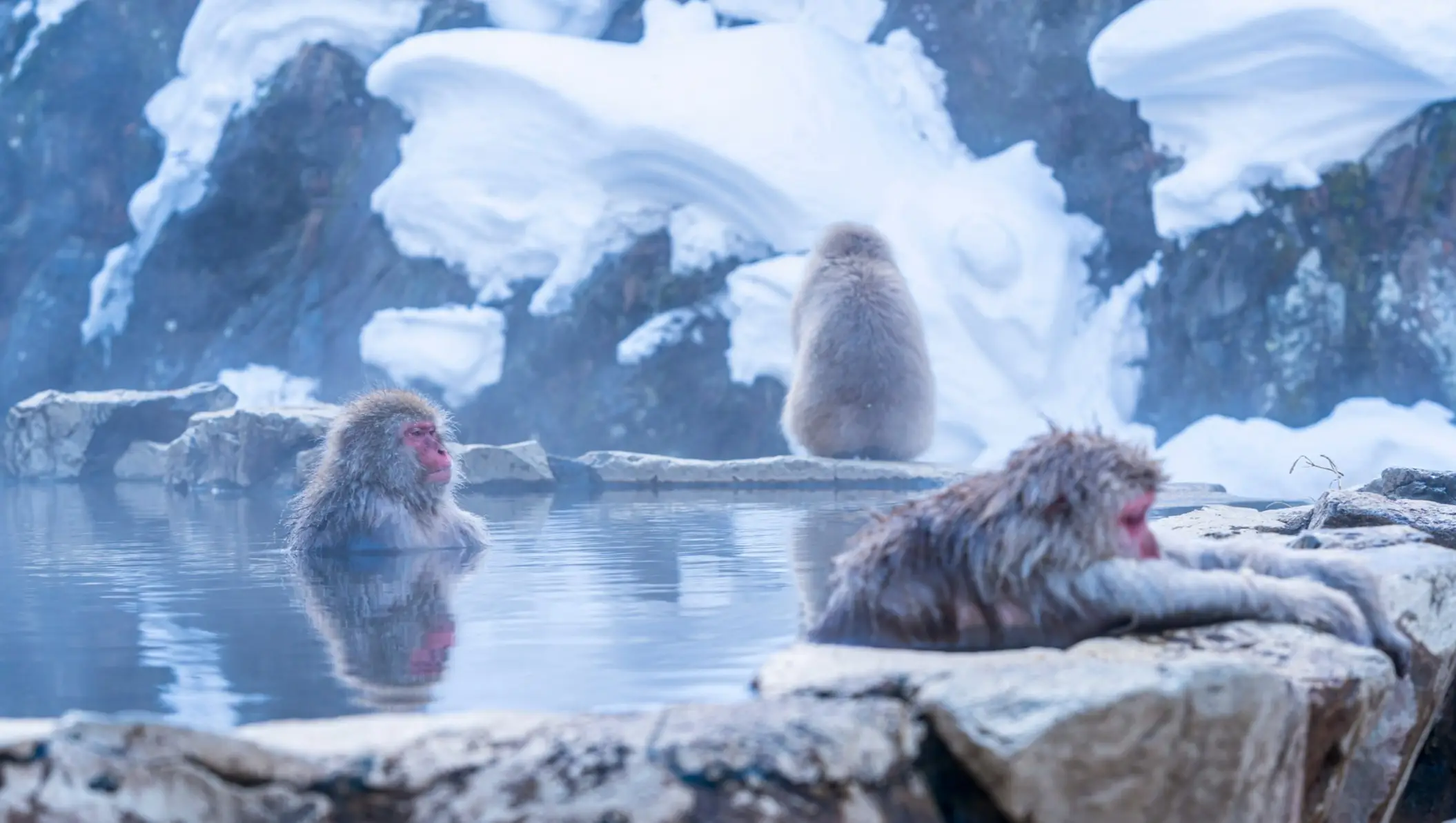 Jigokudani Affenpark, Japan Affen in heißer Quelle im Schnee