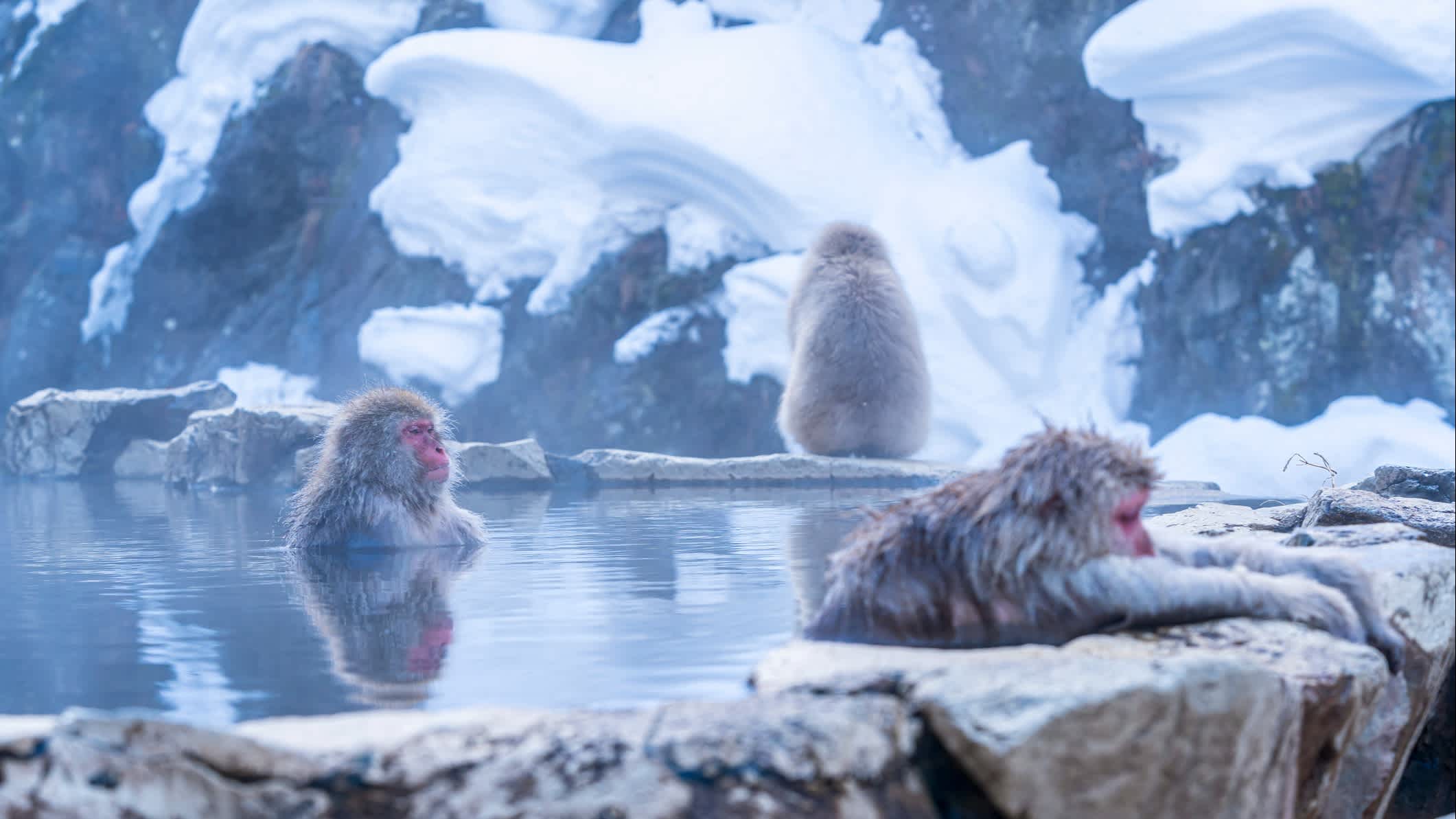 Des singes dans une source chaude sous la neige, Japon